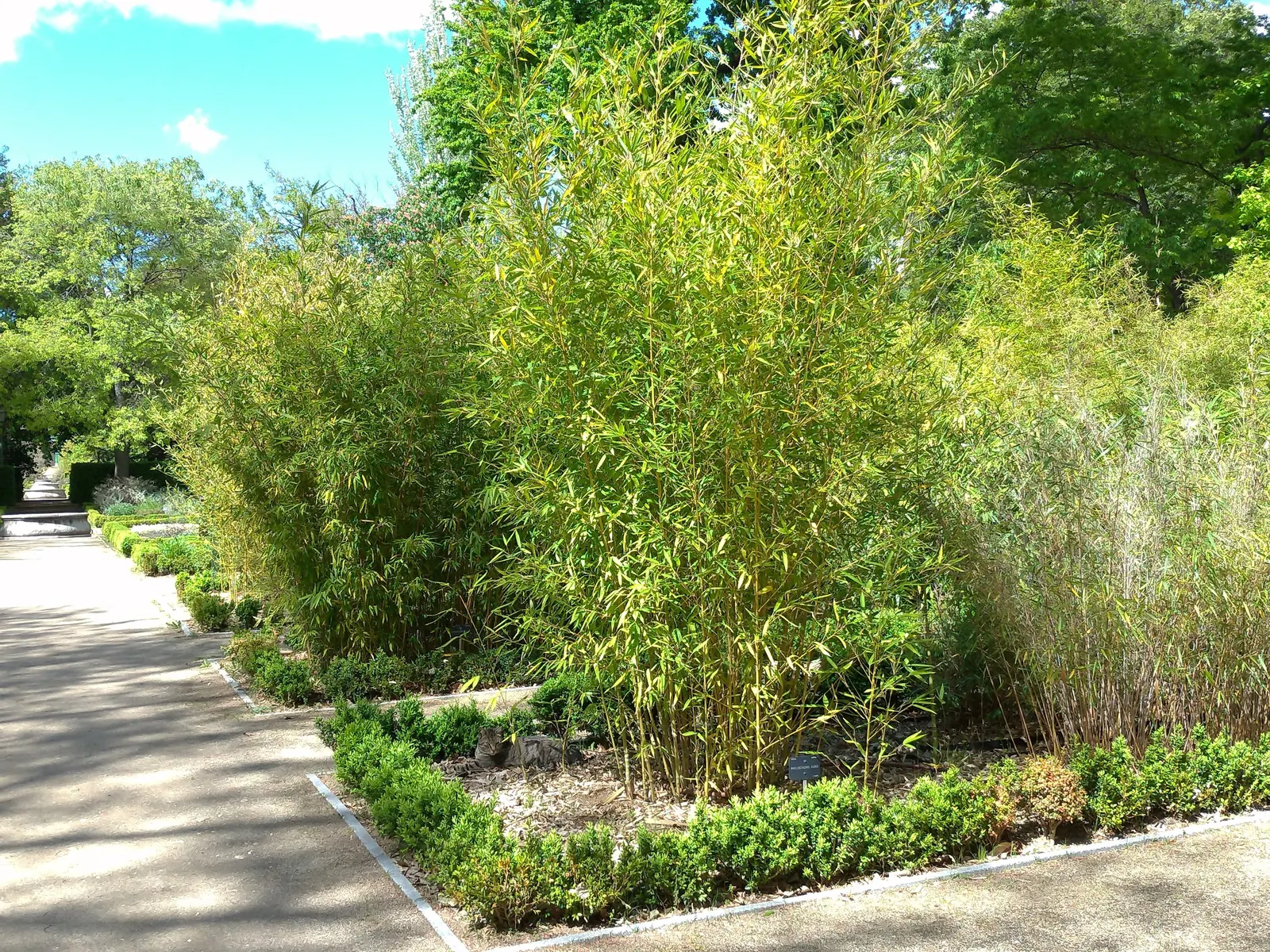 Golden Bamboo, Fish Pole Bamboo (Phyllostachys Aurea) — Hardy in zones 6-10, it thrives in full to partial sunlight, image 25