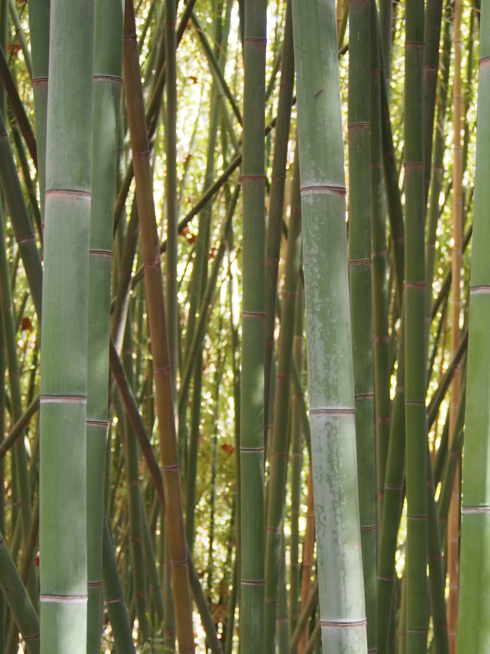 Golden Bamboo, Fish Pole Bamboo (Phyllostachys Aurea) — Lush green foliage creates privacy screens or bamboo groves; typically around 10 to 20 feet