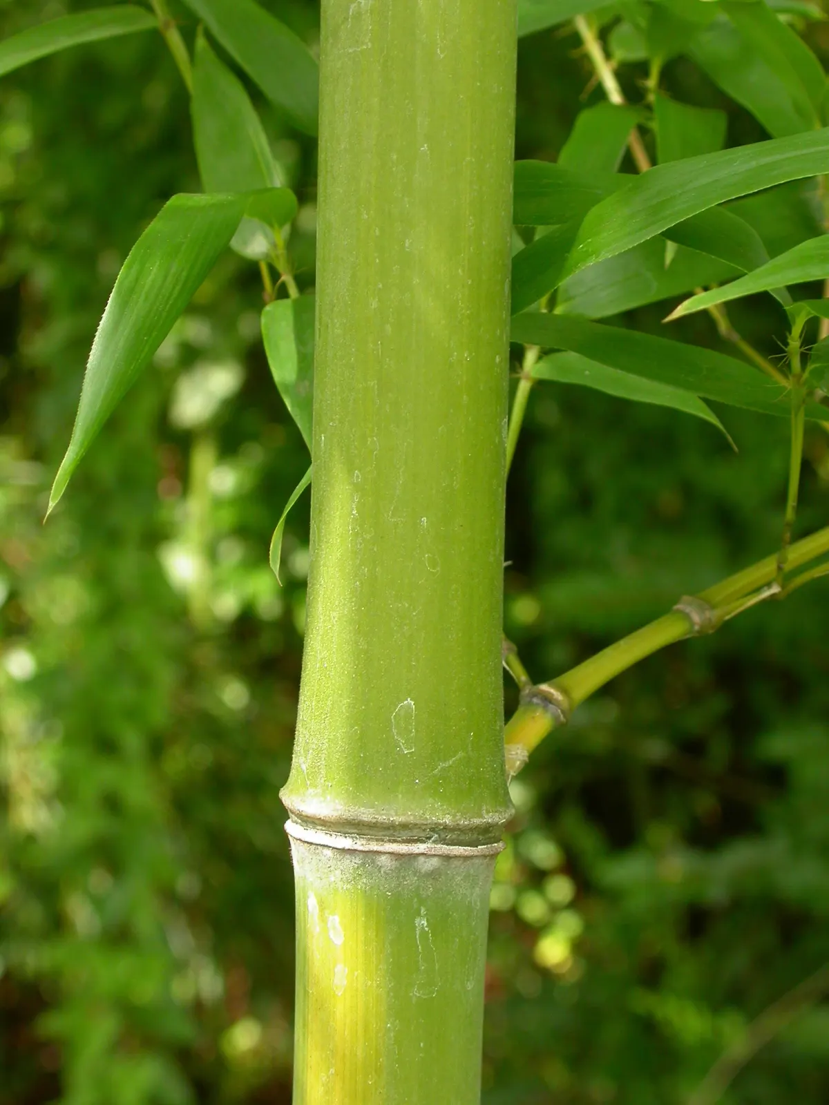 Golden Bamboo, Fish Pole Bamboo (Phyllostachys Aurea) — tropical aesthetic.<br><br>Its culms