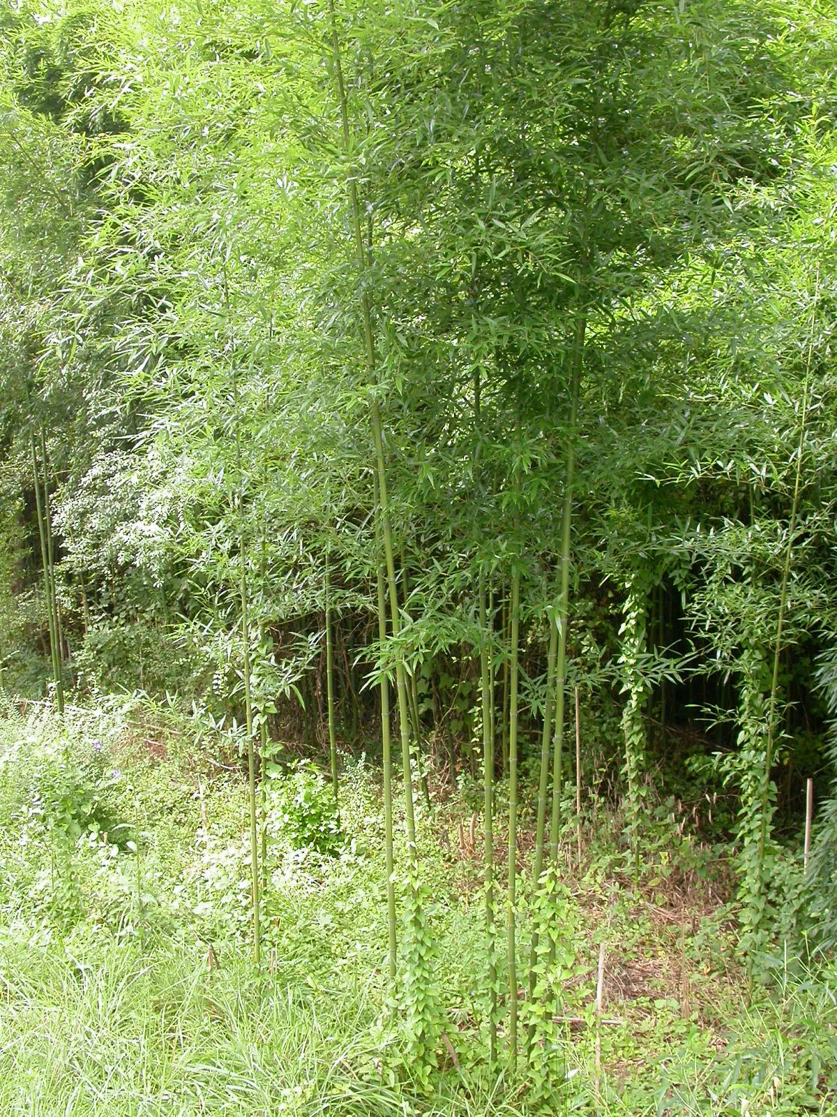 Golden Bamboo, Fish Pole Bamboo (Phyllostachys Aurea) — Hardy in zones 6-10, it thrives in full to partial sunlight