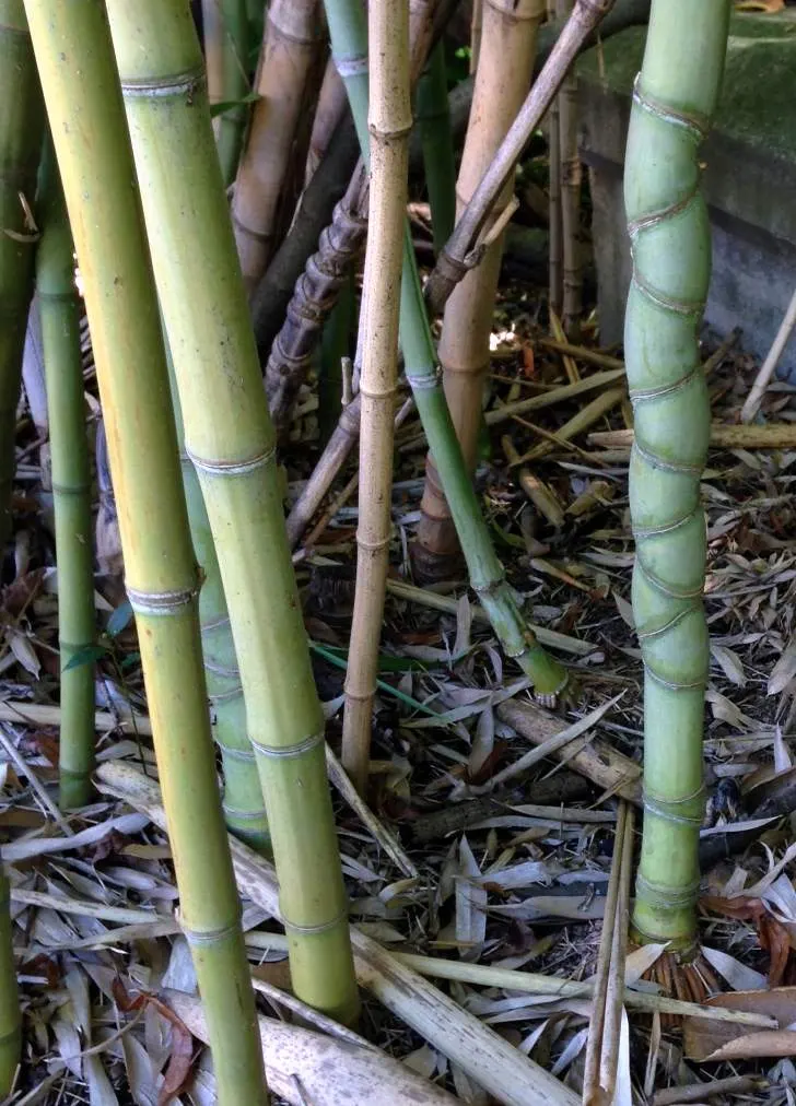 Golden Bamboo, Fish Pole Bamboo (Phyllostachys Aurea) — Phyllostachys aurea, commonly called Golden or Fish Pole Bamboo, is a clumping, image 22
