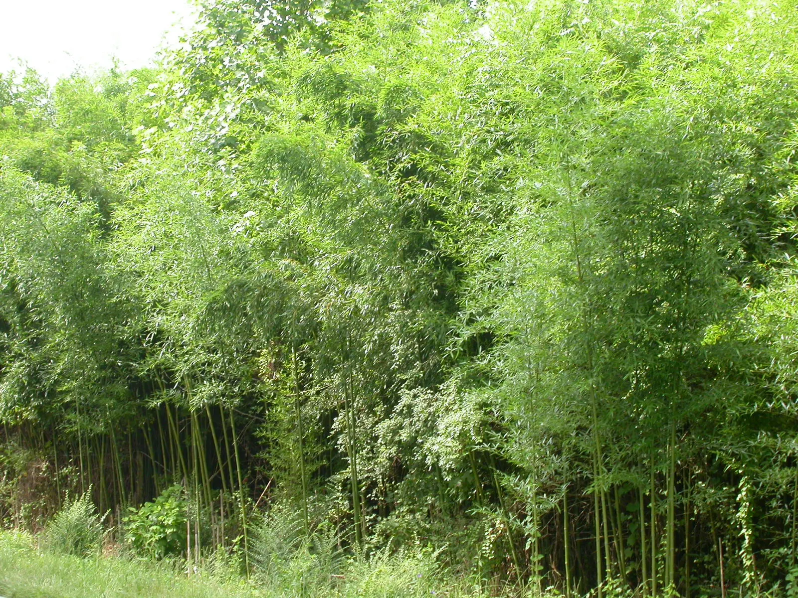 Golden Bamboo, Fish Pole Bamboo (Phyllostachys Aurea) — which turn a distinctive golden-yellow with age and sunlight exposure