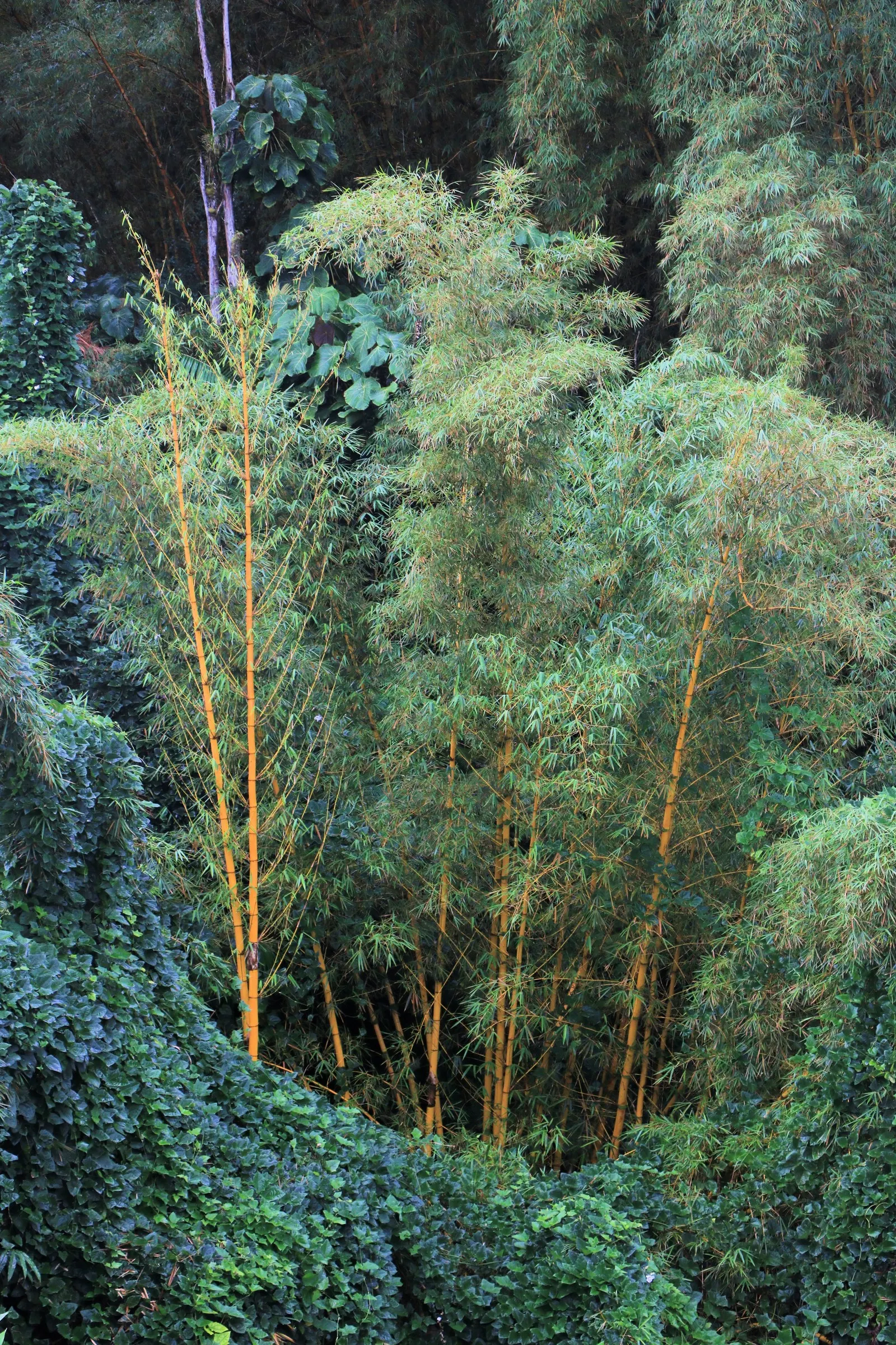 Golden Bamboo, Fish Pole Bamboo (Phyllostachys Aurea) — typically around 10 to 20 feet