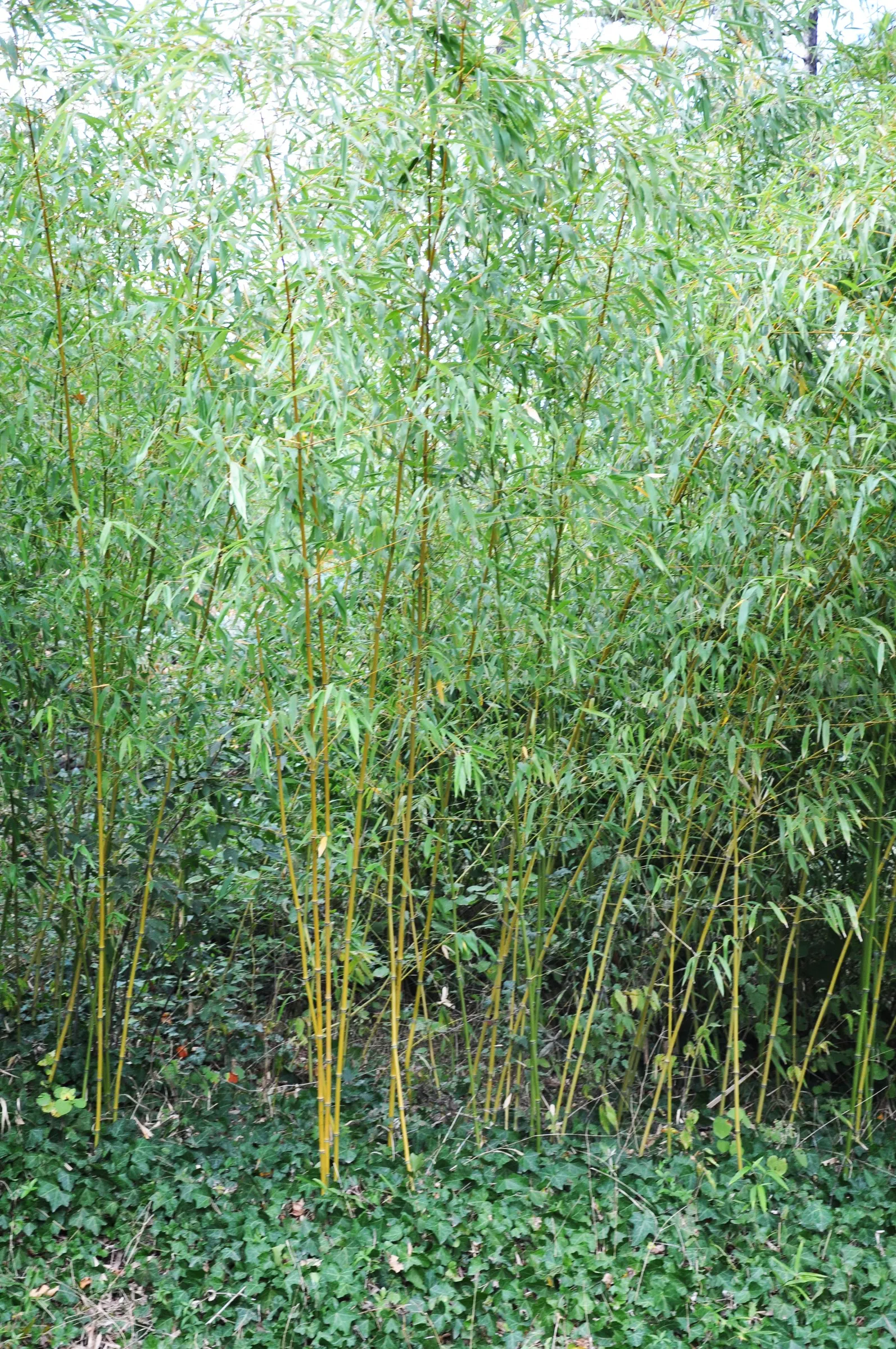 Golden Bamboo, Fish Pole Bamboo (Phyllostachys Aurea) — This bamboo features golden-yellow canes, reaching heights of 10-20 feet with a spread of, image 23
