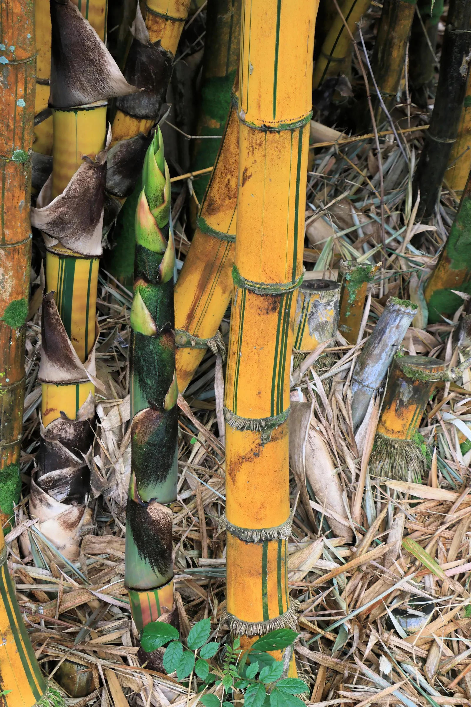 Golden Bamboo, Fish Pole Bamboo (Phyllostachys Aurea) — is an eye-catching and robust bamboo species ideal for creating dense screens or focal, image 29
