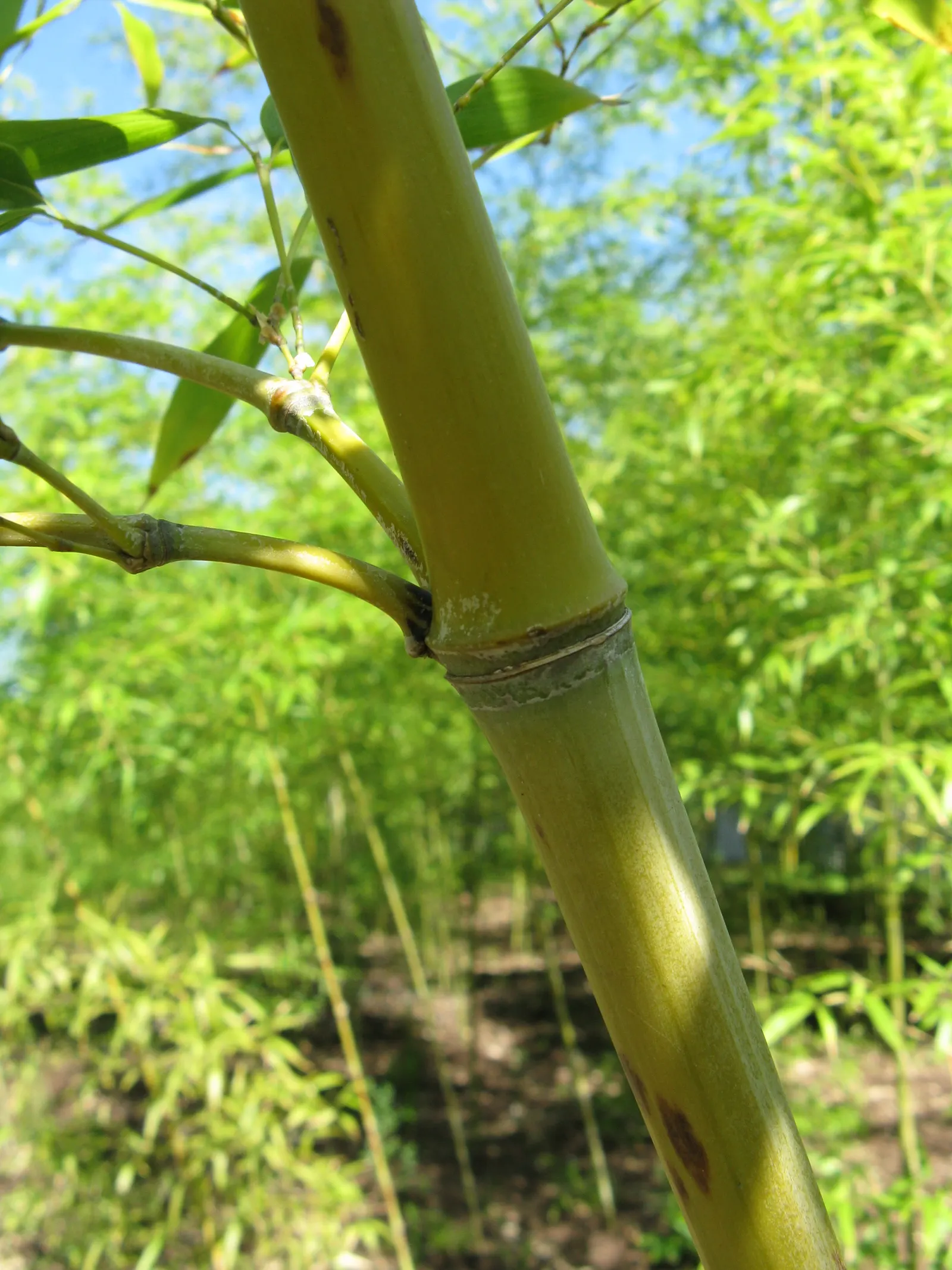 Golden Bamboo, Fish Pole Bamboo (Phyllostachys Aurea) — bamboo for full or half or shade