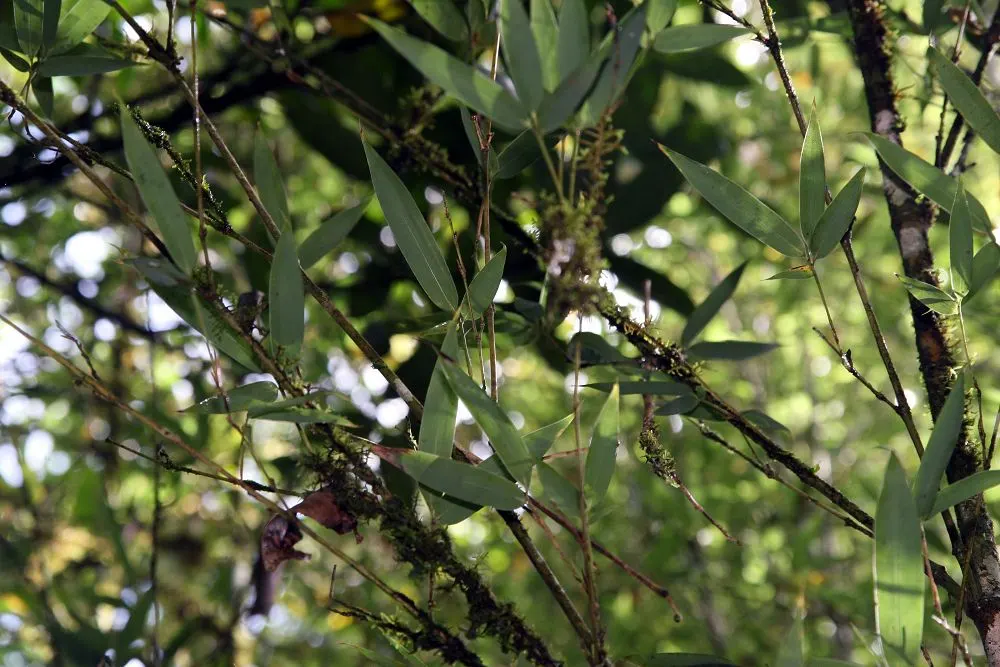 Golden Bamboo, Fish Pole Bamboo (Phyllostachys Aurea) — as well as Asian-inspired garden designs
