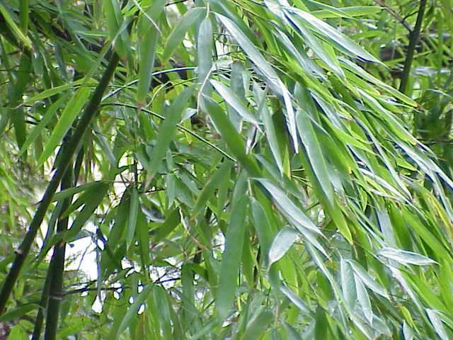 Golden Bamboo, Fish Pole Bamboo (Phyllostachys Aurea) — tropical aesthetic.<br><br>Its culms; hardy in zones 6-10, it thrives in full to partial sunlight