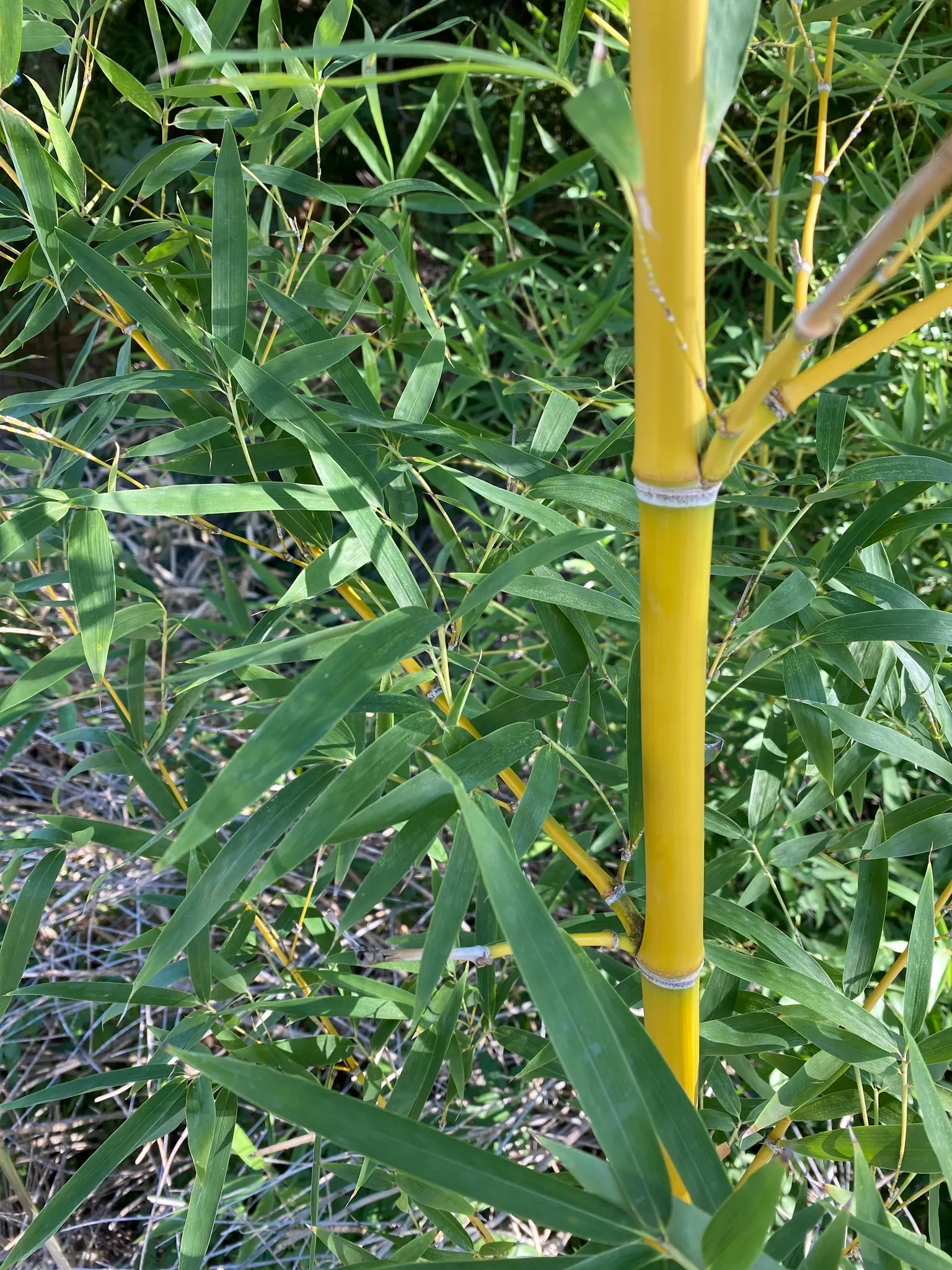 Golden Bamboo, Fish Pole Bamboo (Phyllostachys Aurea) — Originating from Southeast China; typically around 10 to 20 feet