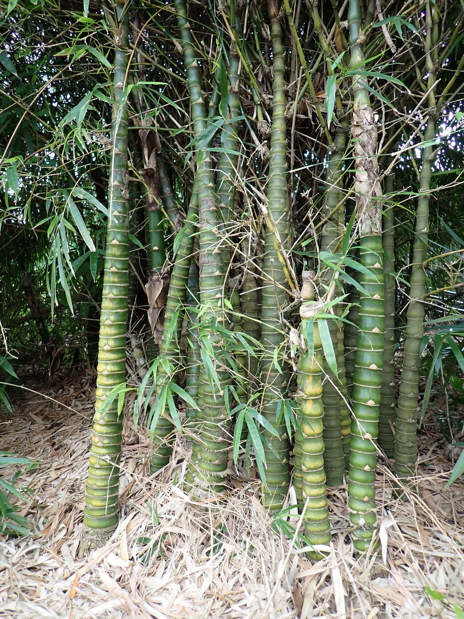 Golden Bamboo, Fish Pole Bamboo (Phyllostachys Aurea) — also known as Fish Pole Bamboo (Phyllostachys aurea)