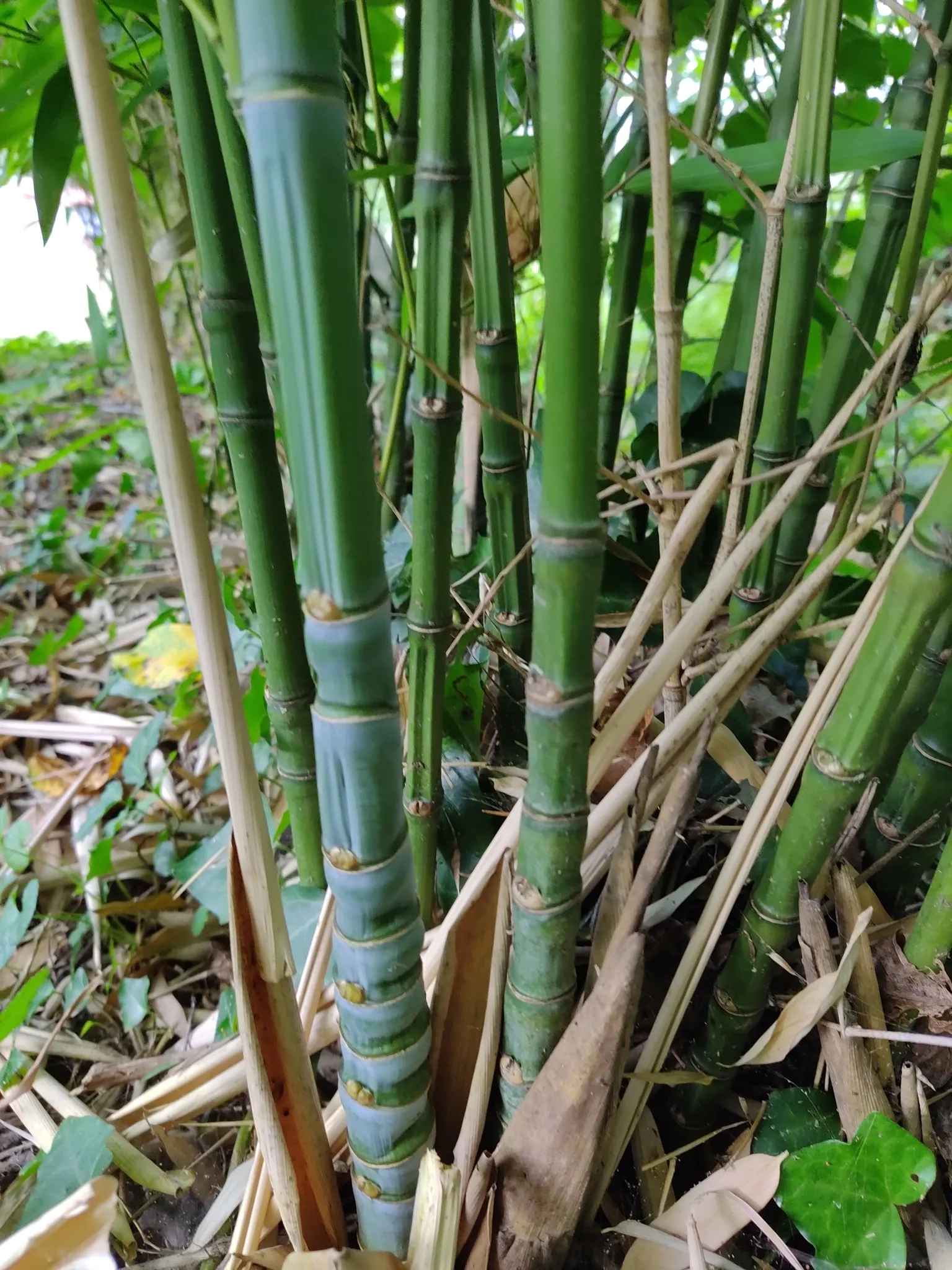 Golden Bamboo, Fish Pole Bamboo (Phyllostachys Aurea) — making it a resilient choice for various landscapes.<br><br>When incorporating Golden Bamboo into a