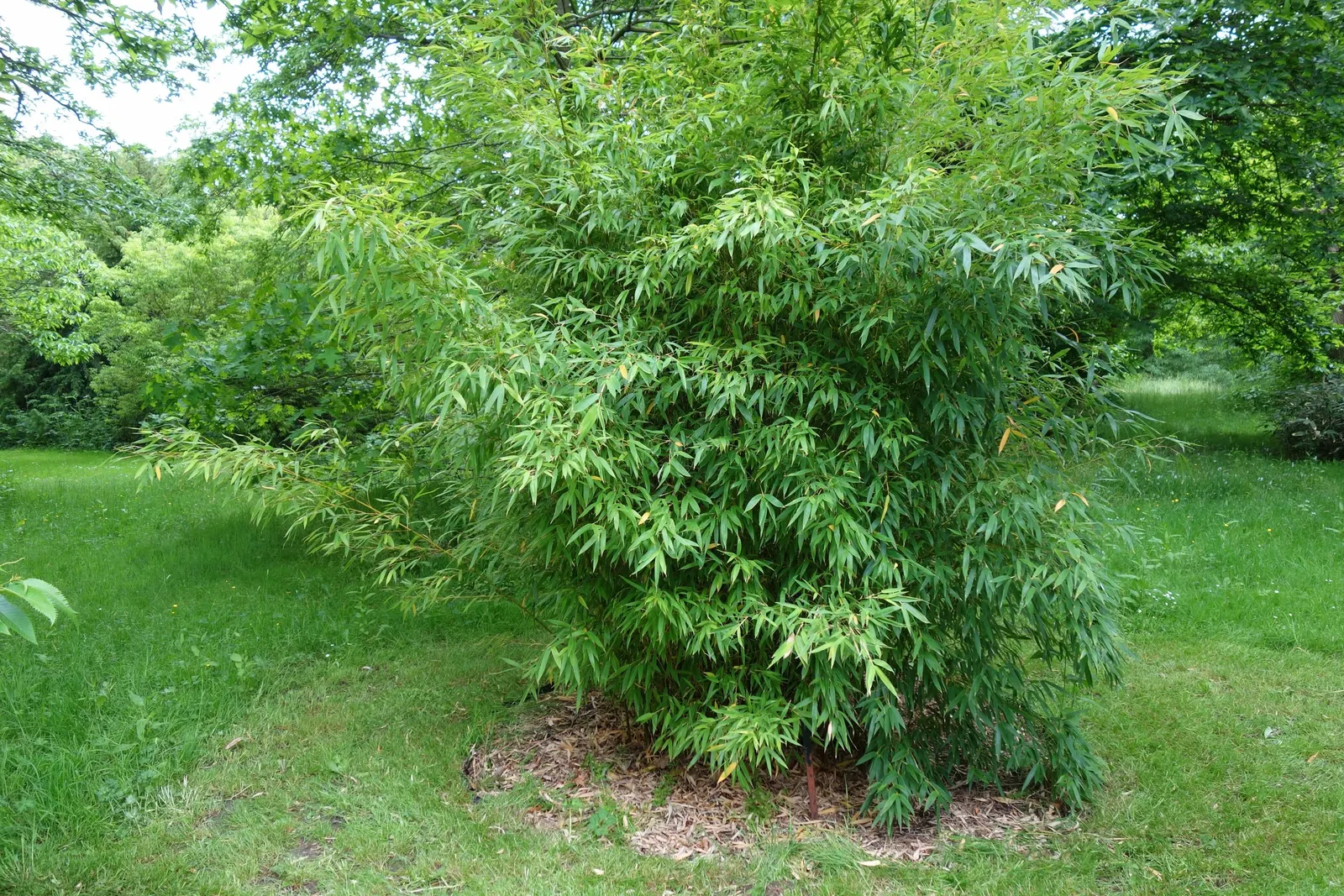 Golden Bamboo, Fish Pole Bamboo (Phyllostachys Aurea) — consider its aggressive rhizome growth pattern; this plant can be invasive if not properly managed