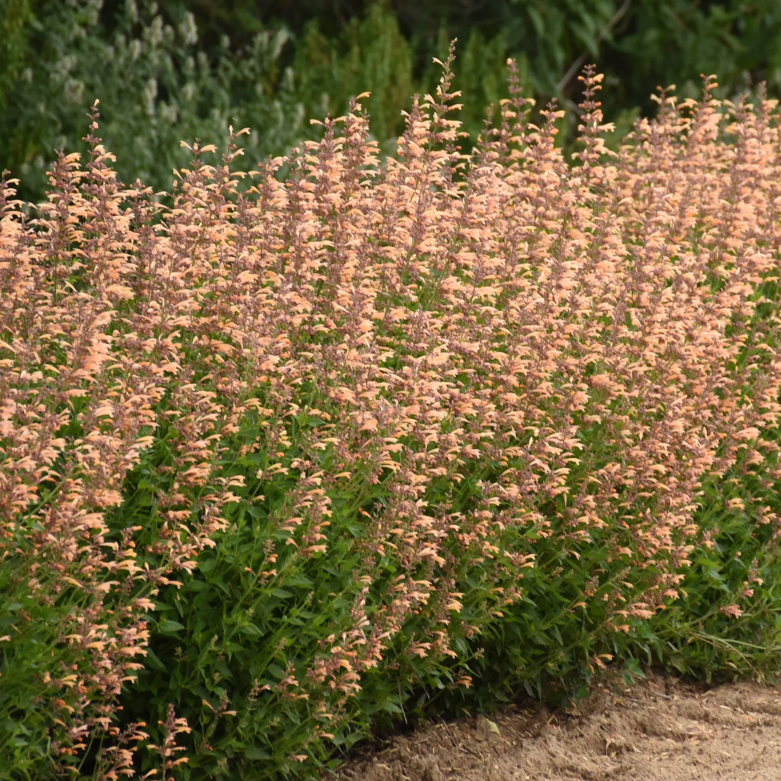 'Queen Nectarine' Anise Hyssop (Agastache hybrid) — The Agastache hybrid 'Queen Nectarine' is a mounded perennial with peach-orange flower spikes