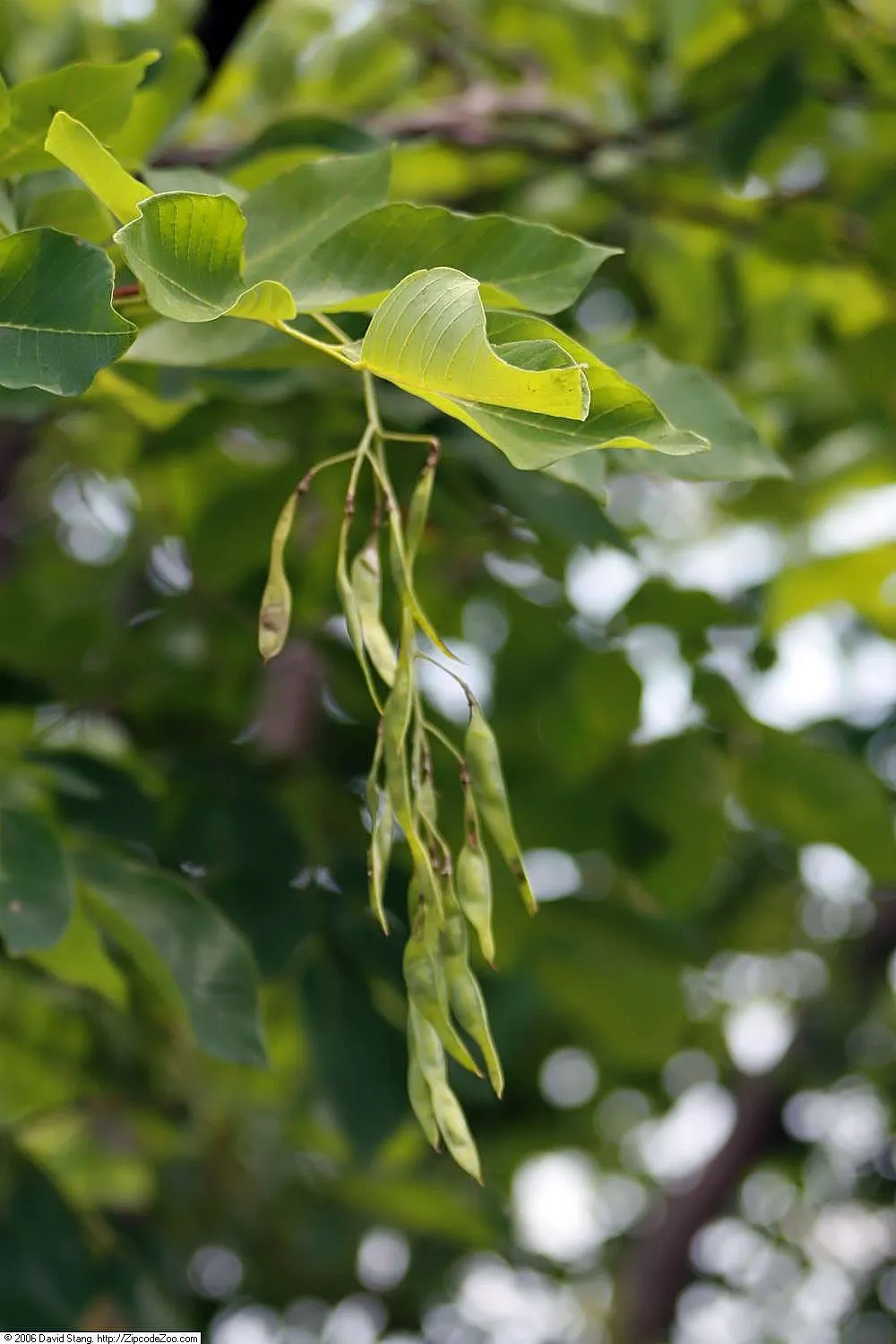 Yellowwood (Cladrastis Kentukea) — fragrant flowers and striking fall foliage; the Yellowwood (Cladrastis kentukea), native to the Southeastern US, is a