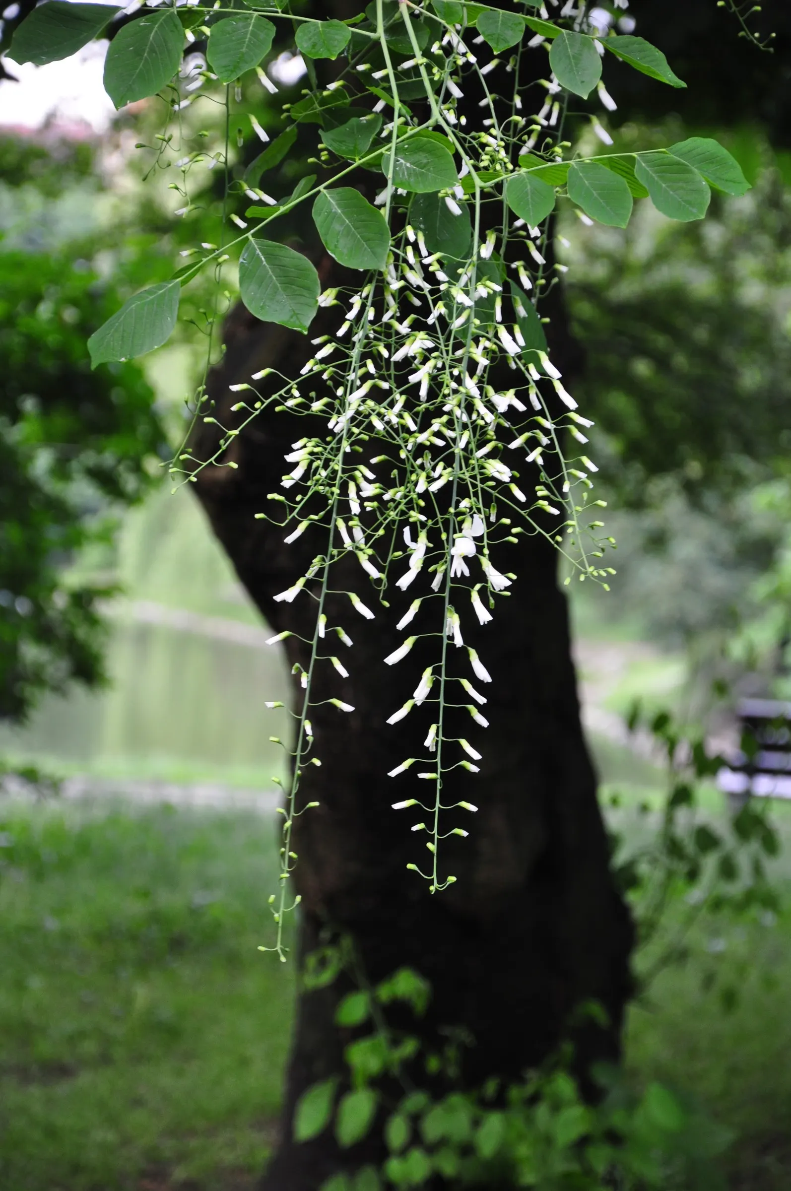 Yellowwood (Cladrastis Kentukea) — hence the tree's common name.<br><br>Ideal for use as a specimen tree
