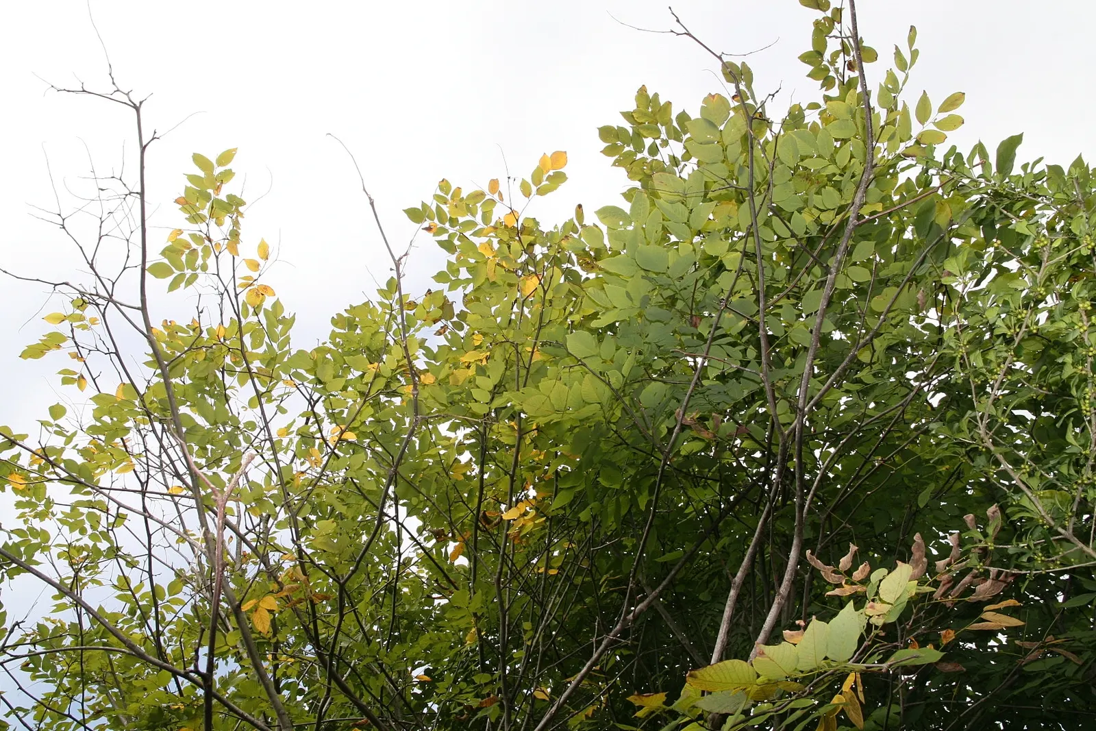 Yellowwood (Cladrastis Kentukea) — Ideal for small spaces, it matures to 30-50 ft high with a 40-55 ft spread