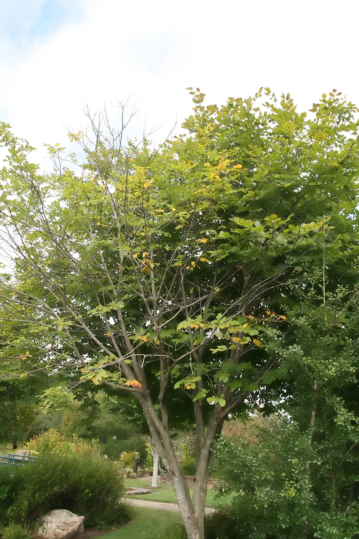 Yellowwood (Cladrastis Kentukea) — Its branches extend horizontally from a short