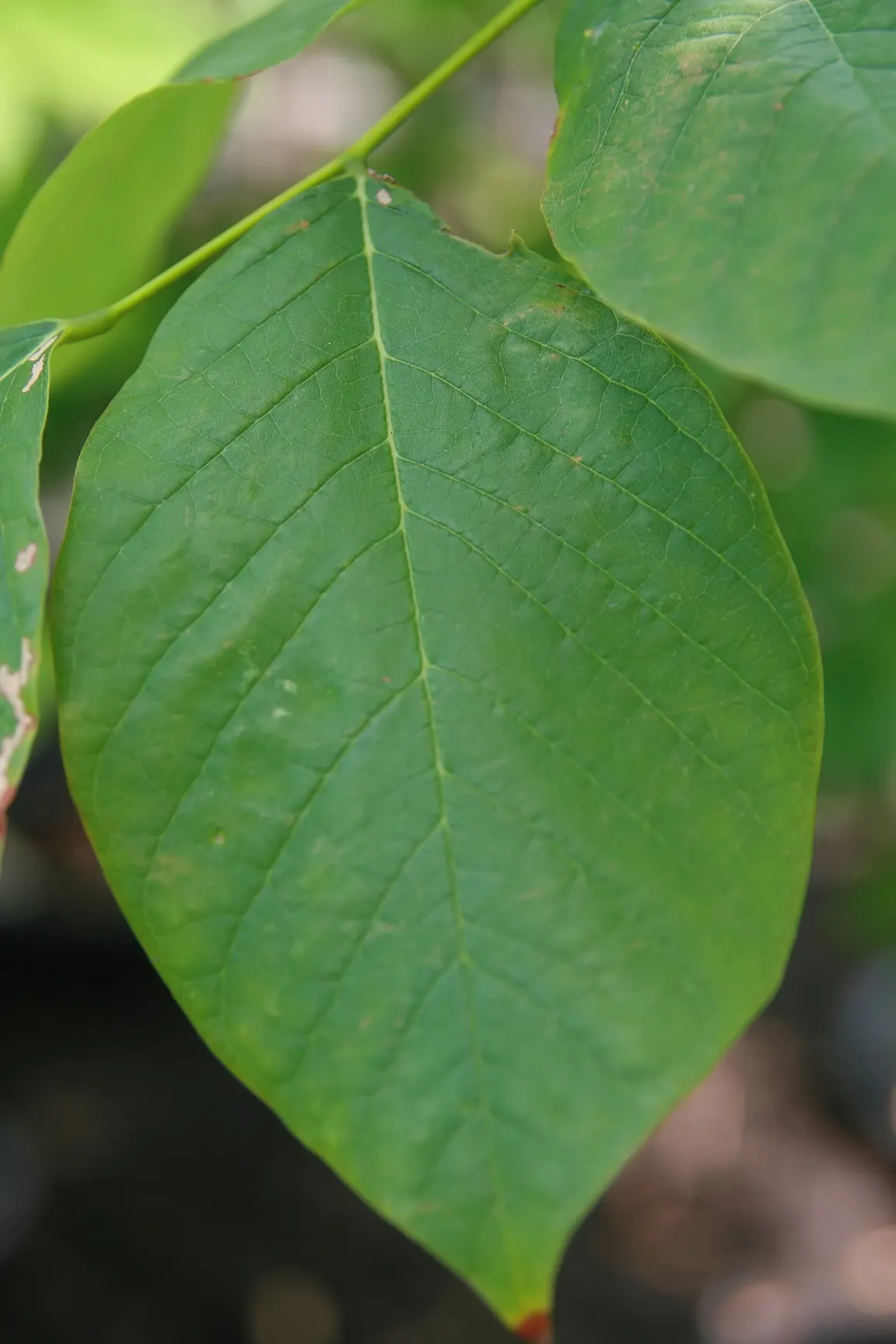Yellowwood (Cladrastis Kentukea) — the Yellowwood is adorned with clusters of white