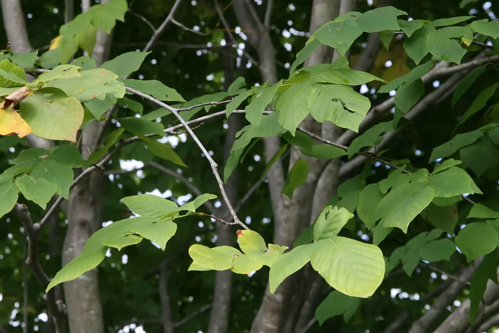 Yellowwood (Cladrastis Kentukea) — Known for its smooth gray bark and bright green; turn a show-stopping shade of yellow to gold