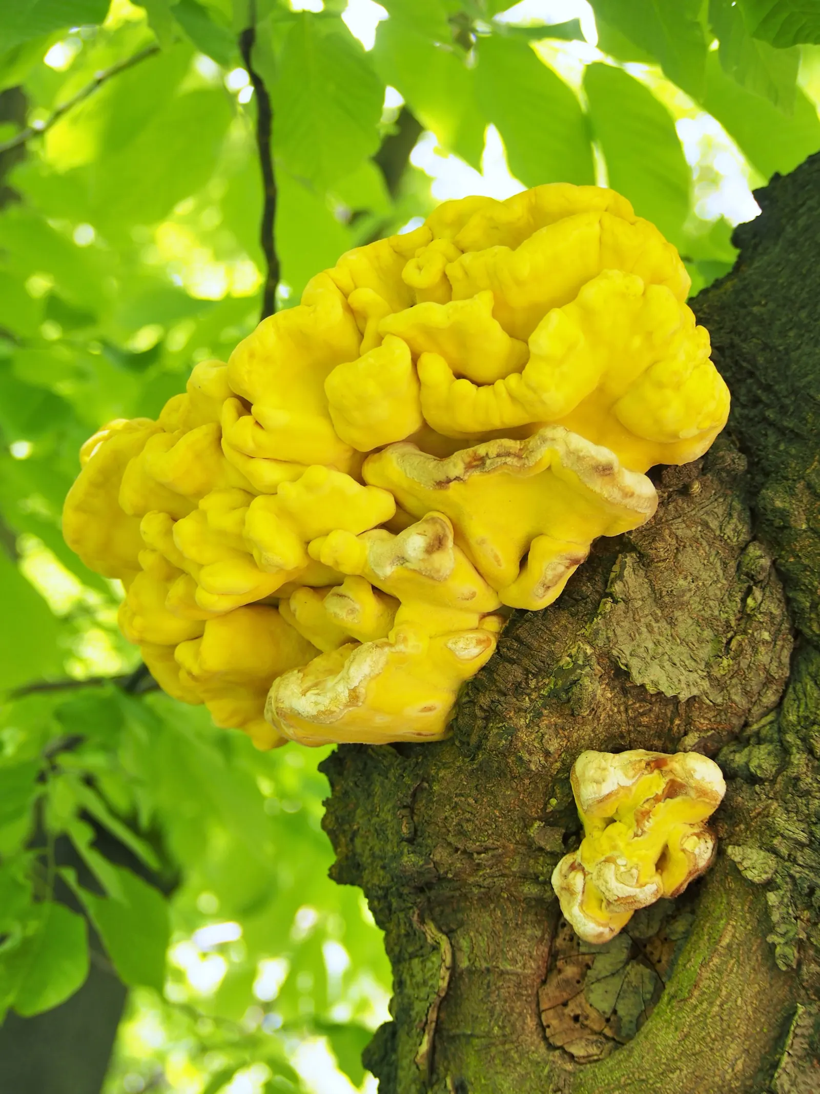 Yellowwood (Cladrastis Kentukea) — is an elegant deciduous tree known for its showy