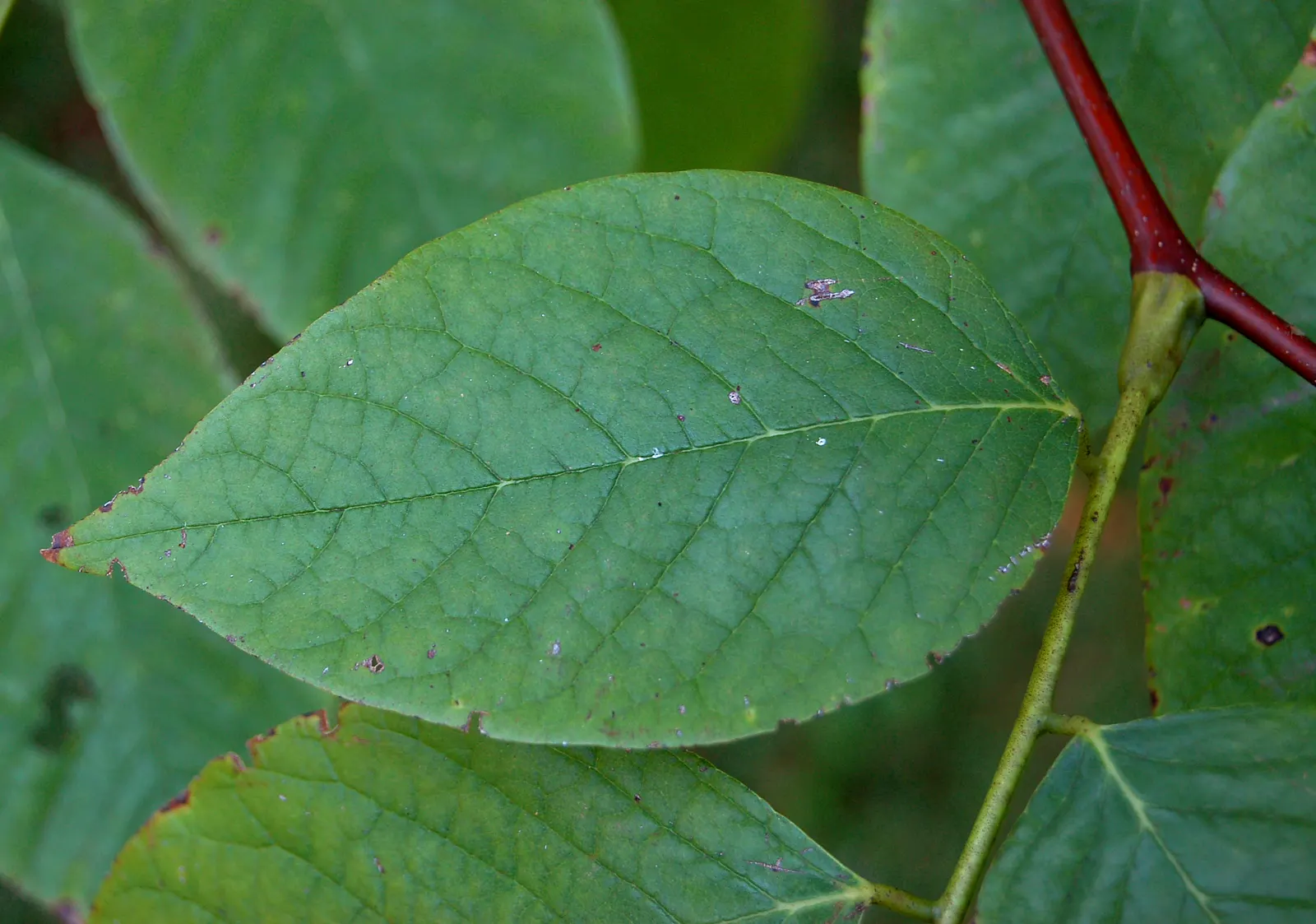 Yellowwood (Cladrastis Kentukea) — Prefers full sun and well-drained soil, providing moderate growth and minimal maintenance; the Yellowwood is adorned with