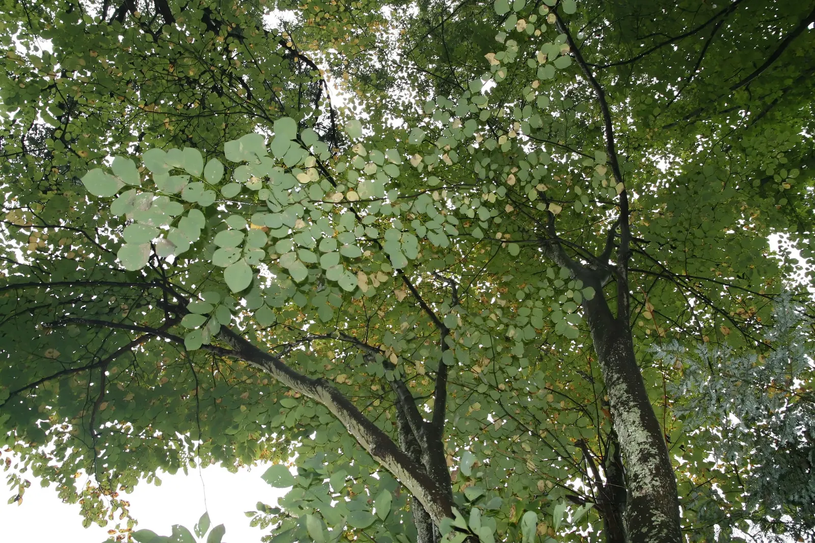 Yellowwood (Cladrastis Kentukea) — giving it a well-balanced and graceful appearance.<br><br>In late spring to early summer