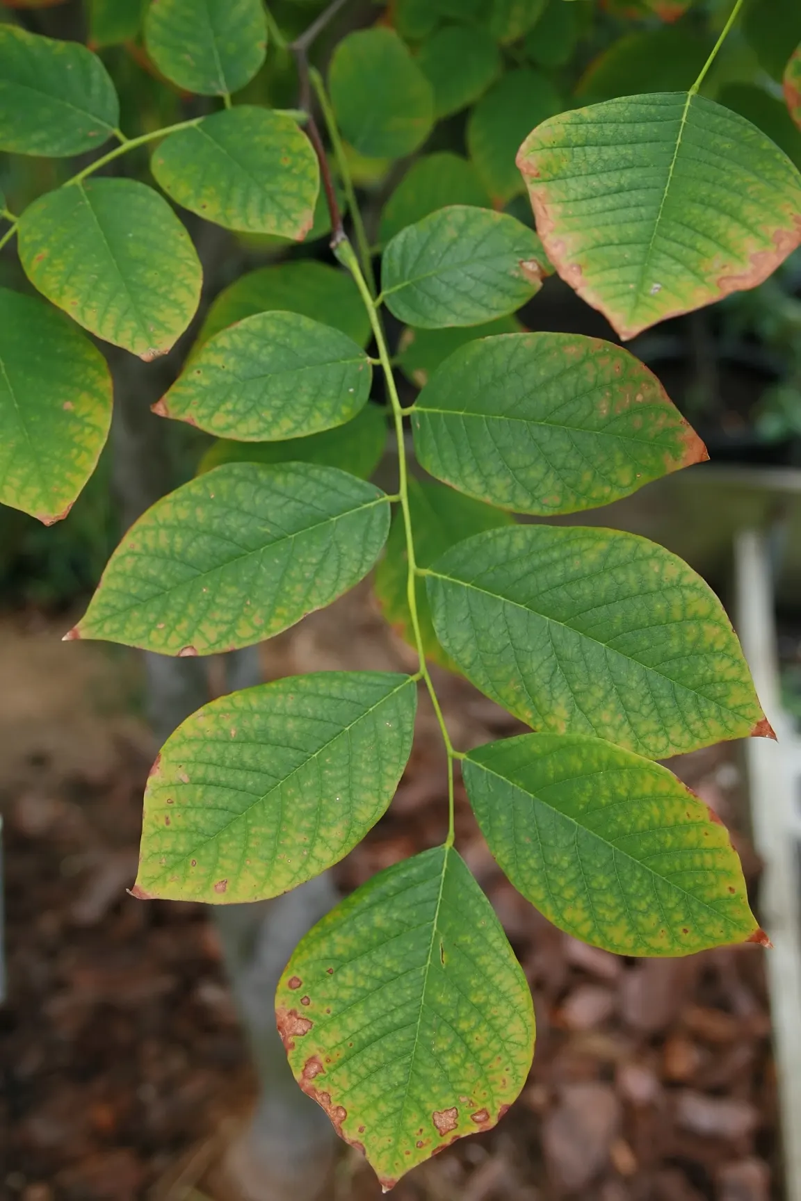 Yellowwood (Cladrastis Kentukea) — pea-like flowers that hang in pendulous panicles measuring 8 to 14 inches long