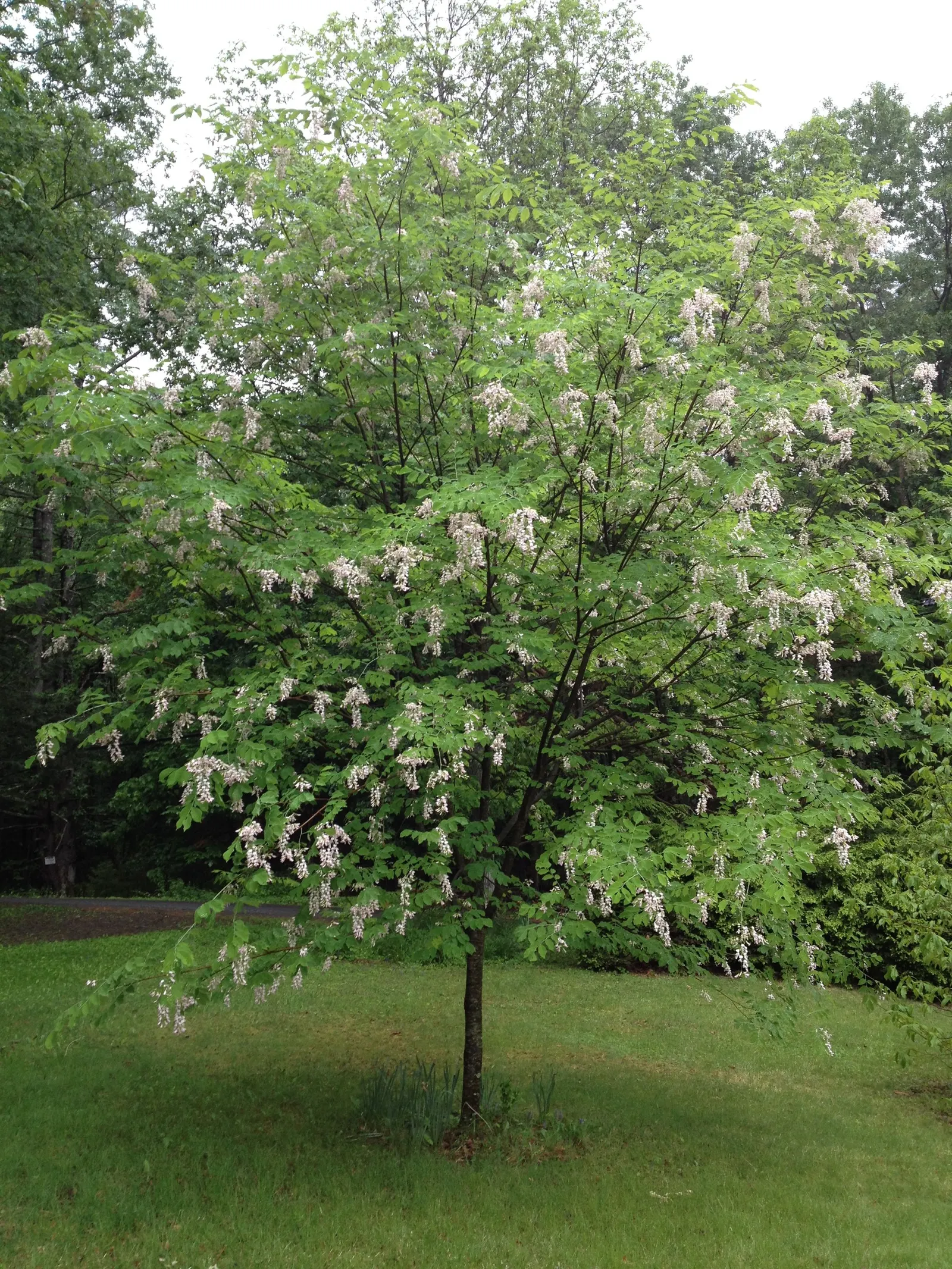 Yellowwood (Cladrastis Kentukea) — Hardy in USDA zones 4 to 8, the Yellowwood is a distinctive addition to any temperate landscape design