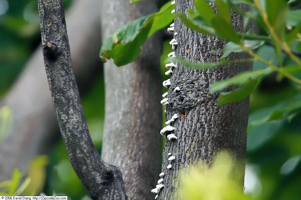 Yellowwood (Cladrastis Kentukea) — which typically grow 8 to 12 inches long