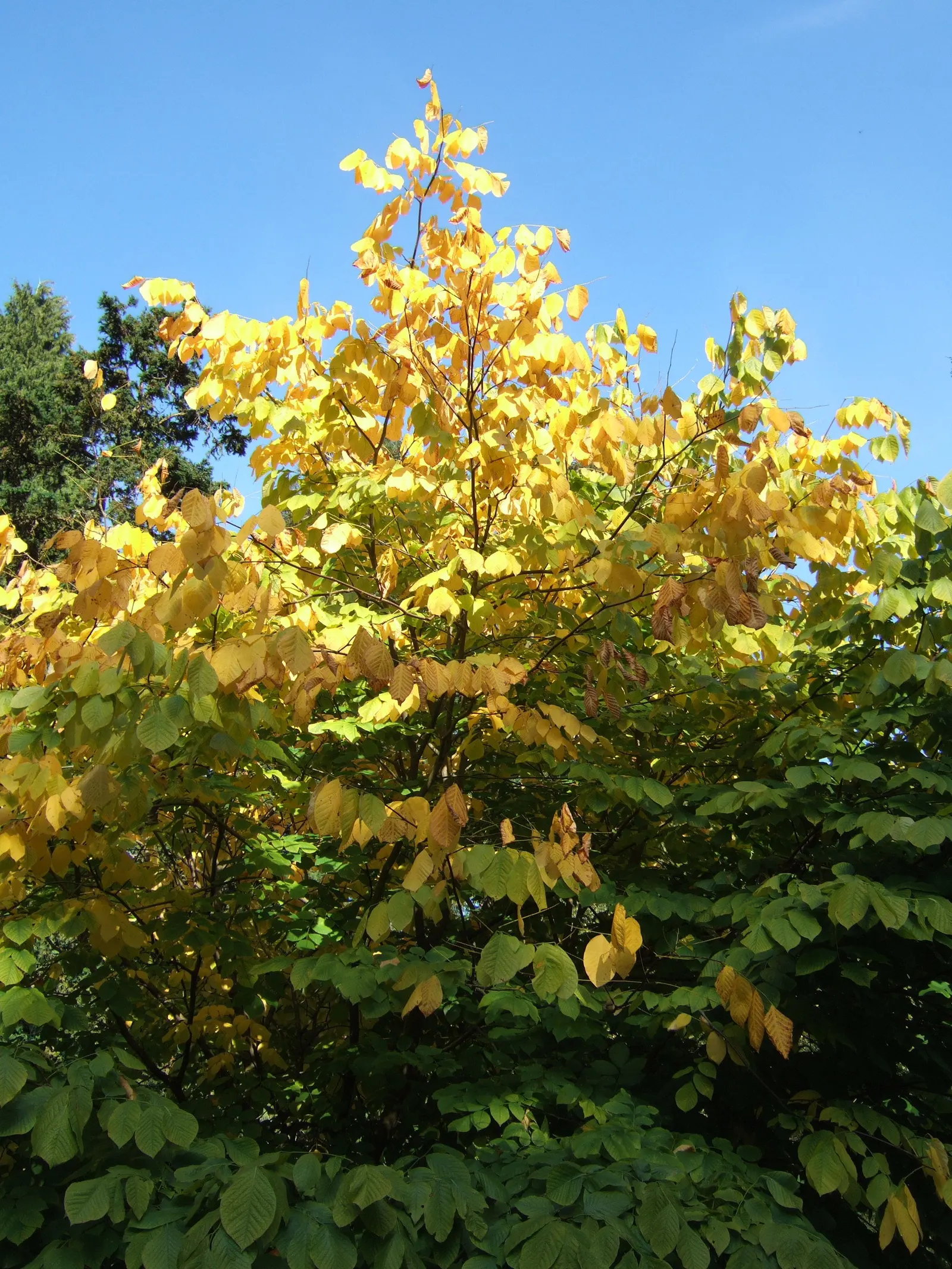 Yellowwood (Cladrastis Kentukea) — it boasts fragrant white flowers in spring; prefers full sun and well-drained soil, providing moderate growth and minimal