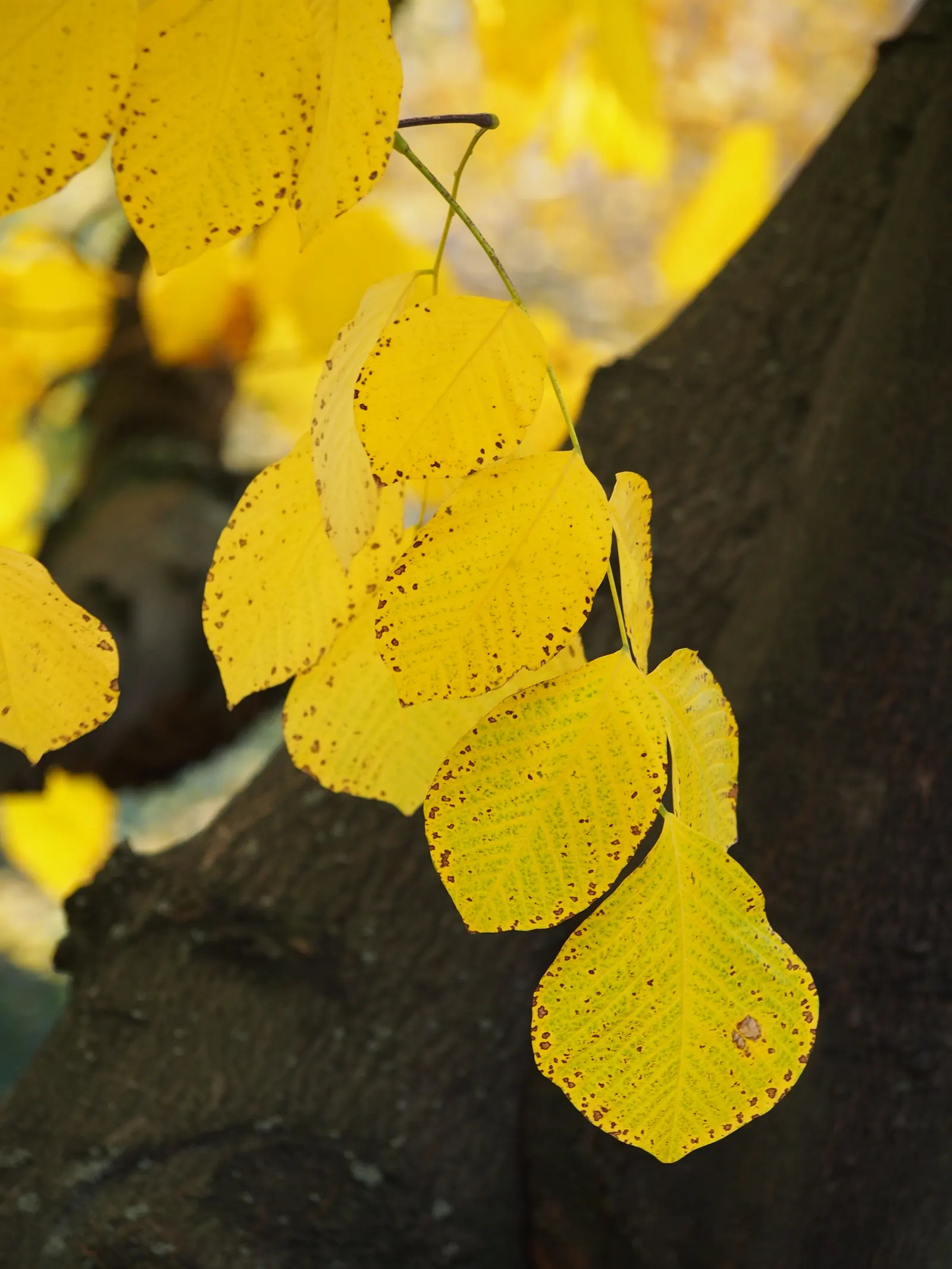 Yellowwood (Cladrastis Kentukea) — beech-like bark is another notable feature; white flowers in the garden