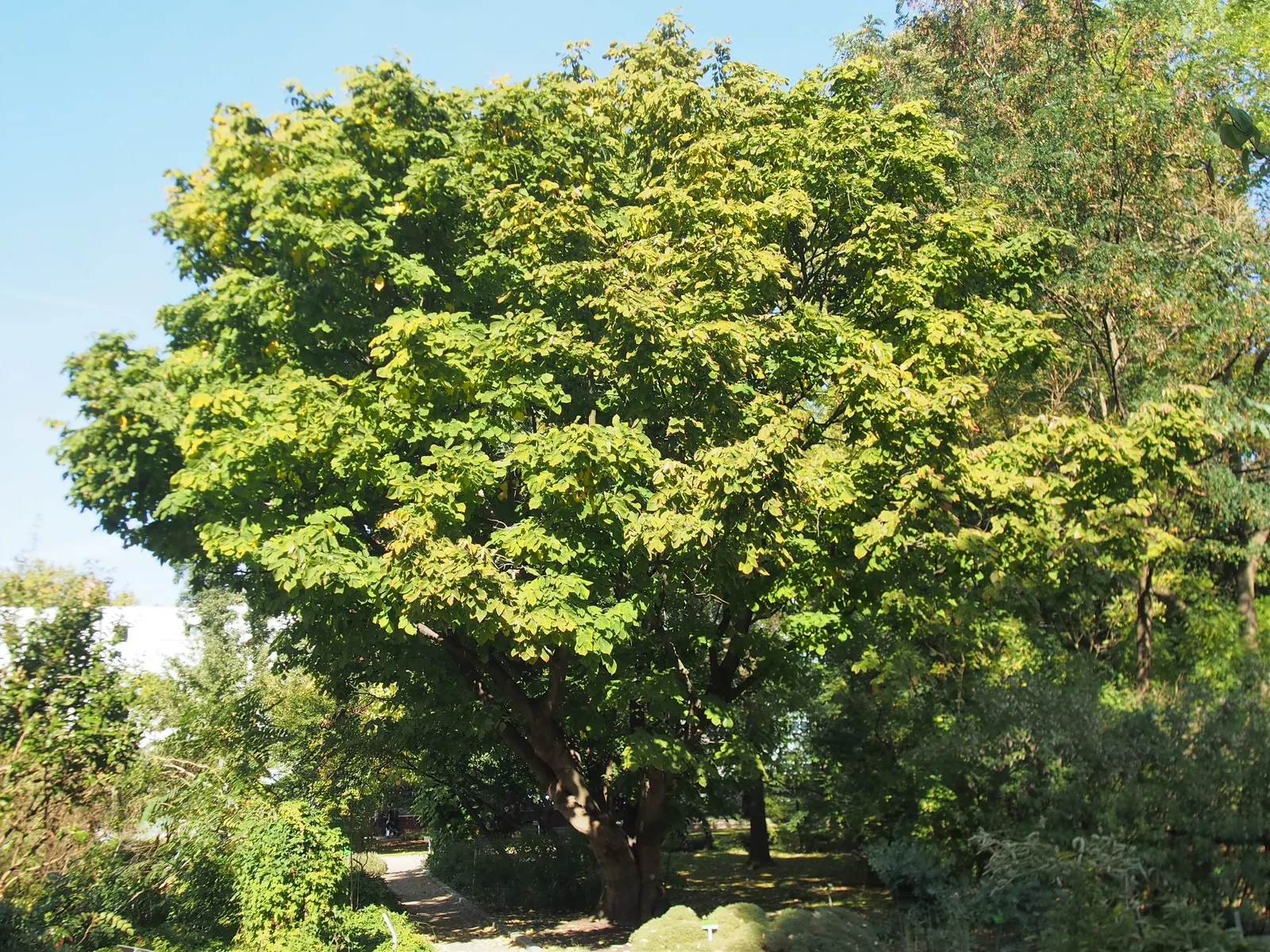 Yellowwood (Cladrastis Kentukea) — Prefers full sun and well-drained soil, providing moderate growth and minimal maintenance