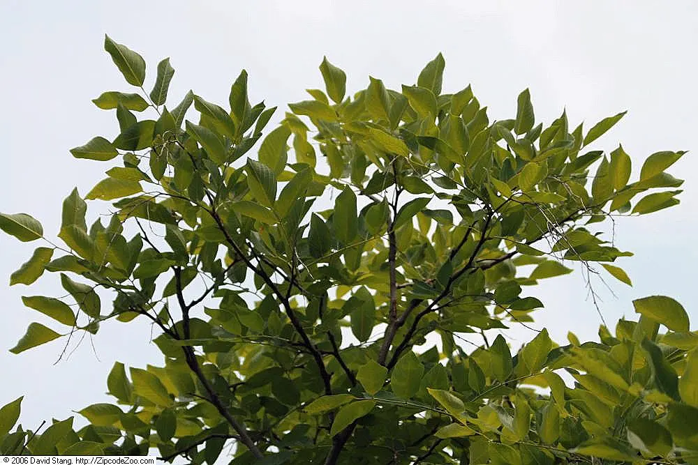Yellowwood (Cladrastis Kentukea) — which typically grow 8 to 12 inches long; giving it a well-balanced and graceful appearance.<br><br>In late spring to early