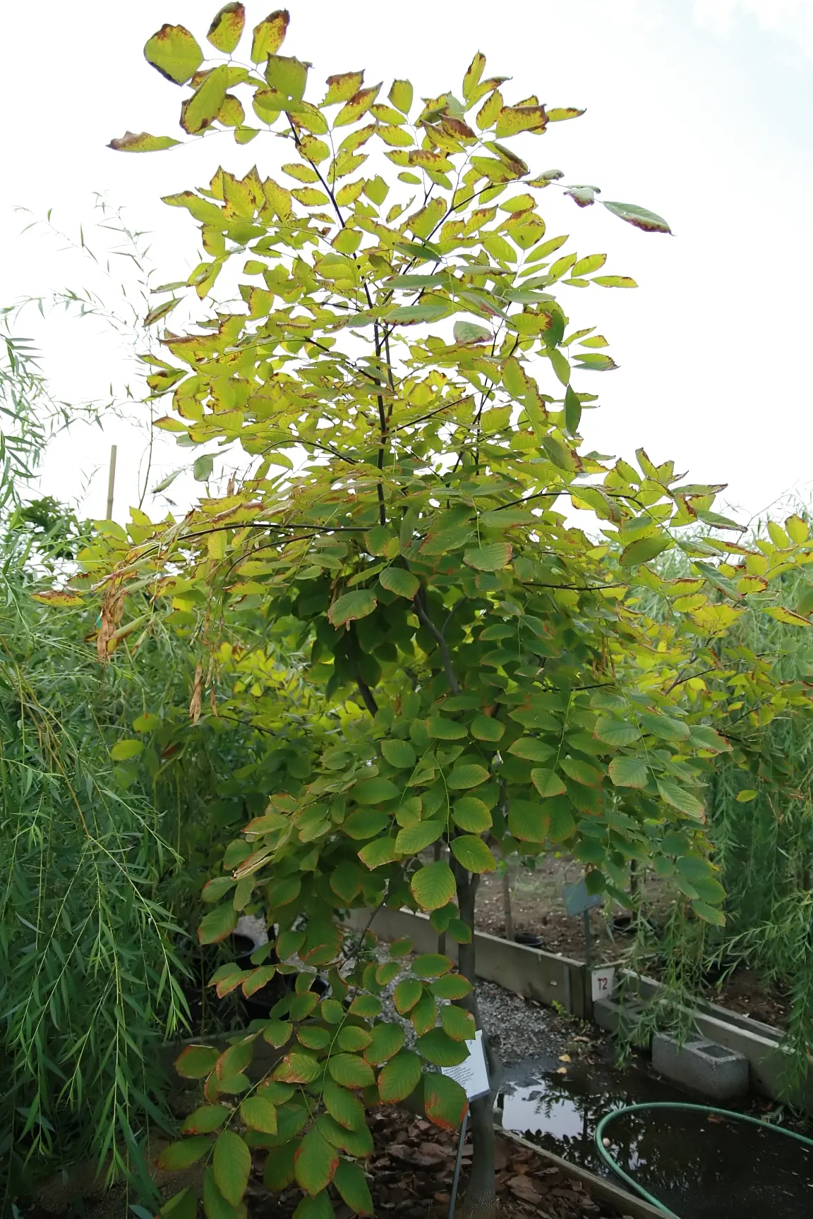 Yellowwood (Cladrastis Kentukea) — Known for its smooth gray bark and bright green