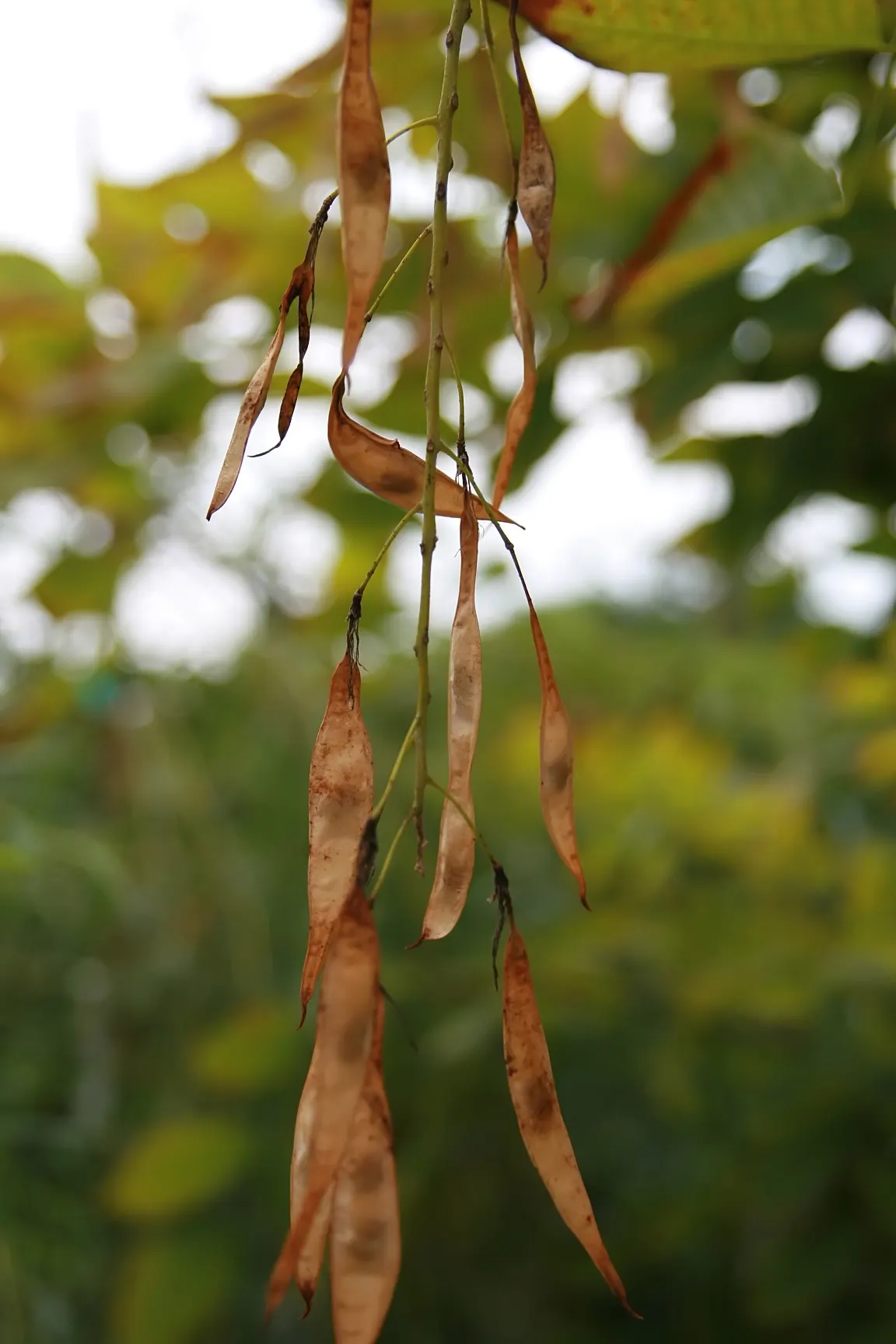 Yellowwood (Cladrastis Kentukea) — it's a low-maintenance choice for the discerning client seeking a mix of visual impact and ease of care