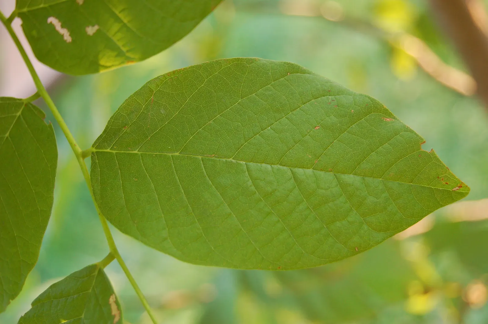 Yellowwood (Cladrastis Kentukea) — rounded canopy that offers an ample shade profile; beech-like bark is another notable feature