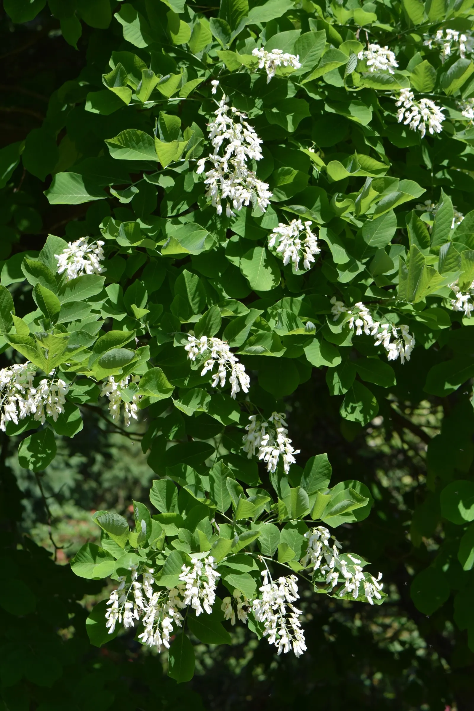 Yellowwood (Cladrastis Kentukea) — compound leaves that turn yellow in fall; tree with white blooms