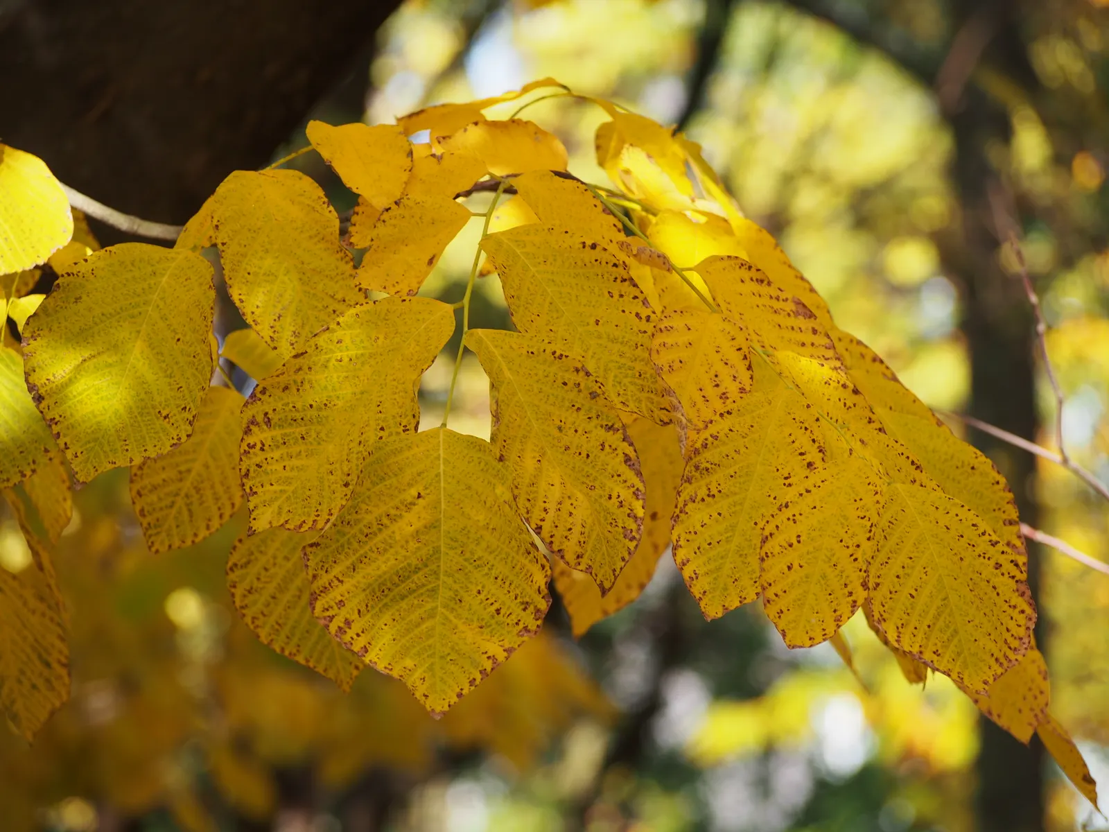 Yellowwood (Cladrastis Kentukea) — is an elegant deciduous tree known for its showy; the Yellowwood prefers well-drained soils and full sun to partial shade