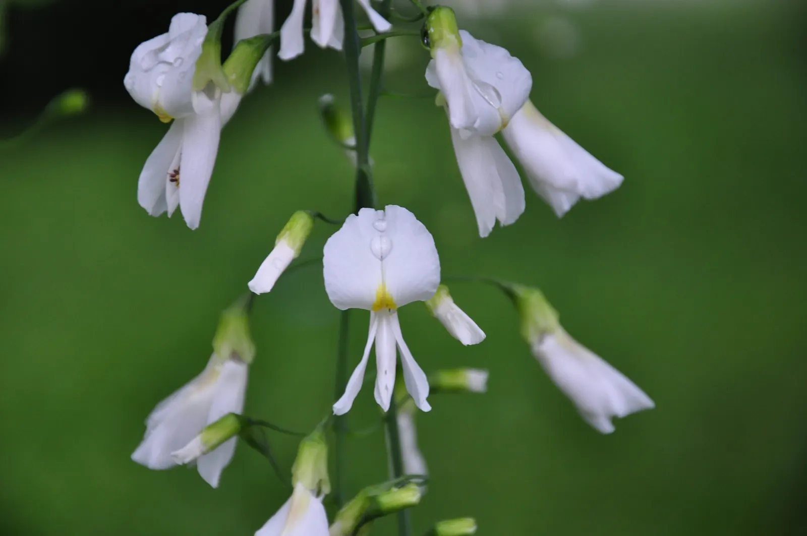 Yellowwood (Cladrastis Kentukea) — white flowers in the garden