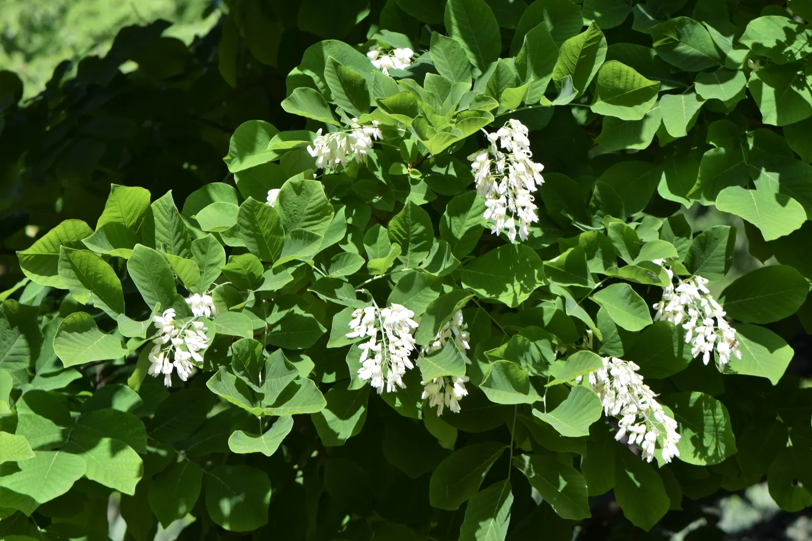 Yellowwood (Cladrastis Kentukea) — compound leaves that turn yellow in fall