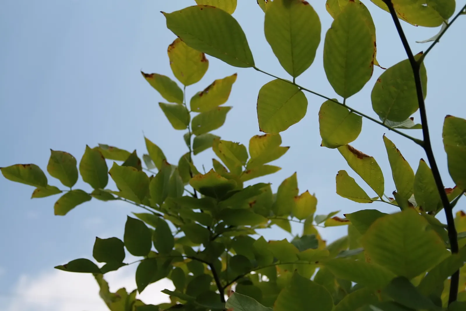Yellowwood (Cladrastis Kentukea) — tree with white blooms