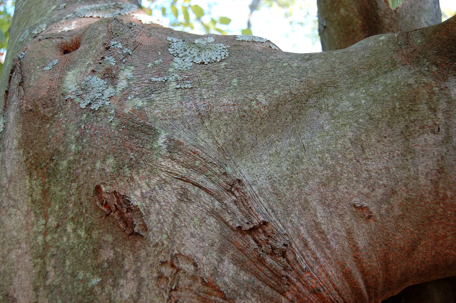 Yellowwood (Cladrastis Kentukea) — It typically reaches heights of 30 to 50 feet with a similar spread
