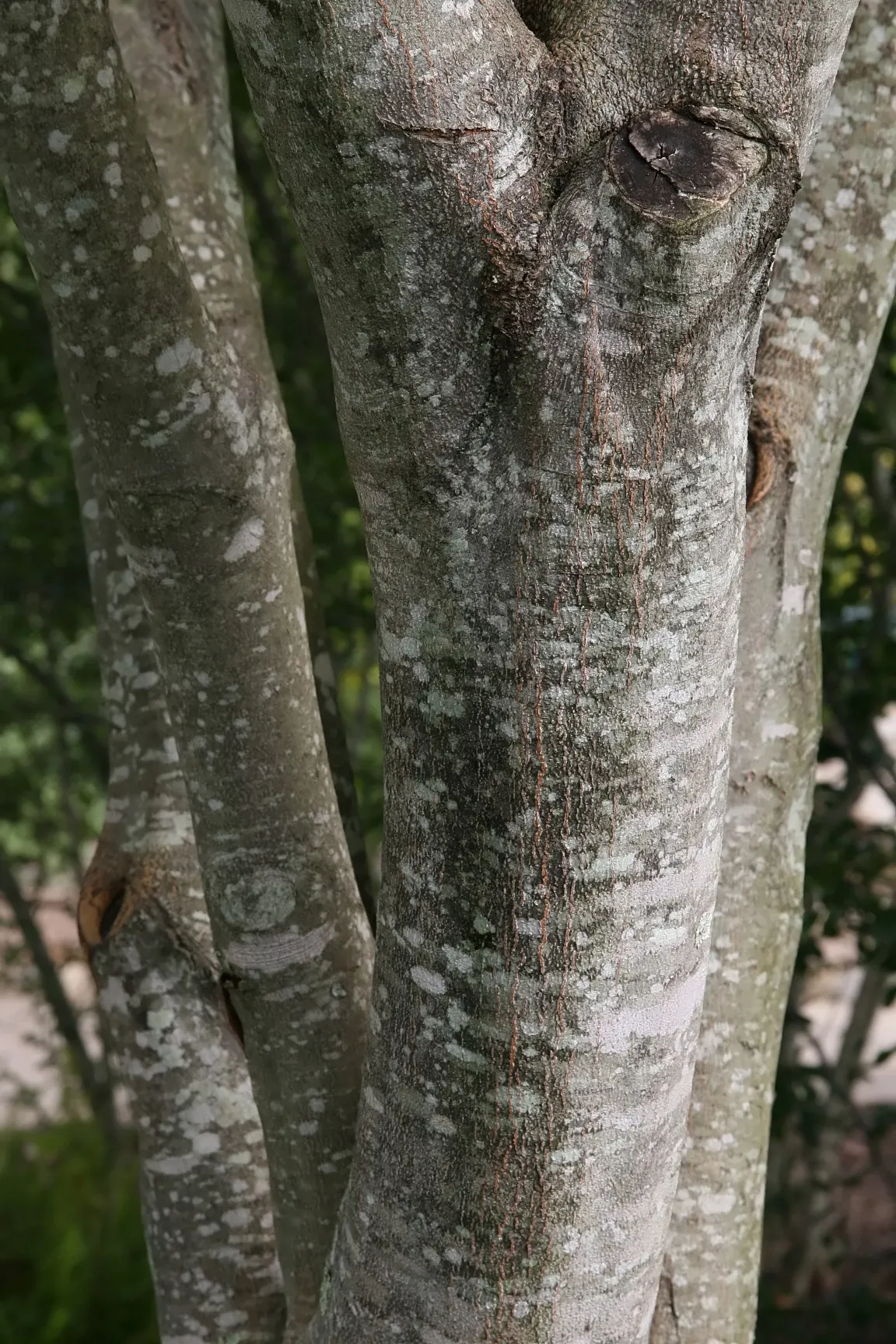Yellowwood (Cladrastis Kentukea) — adding winter interest with its light gray