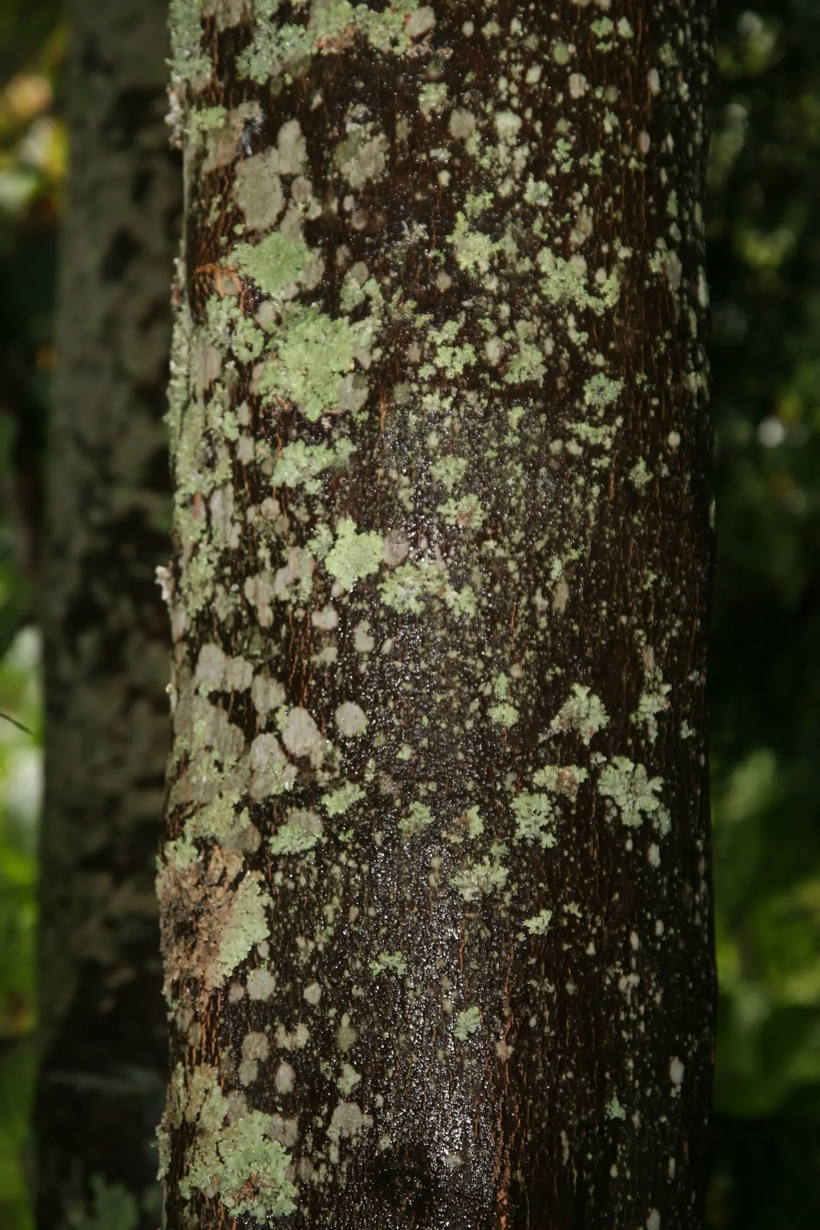 Yellowwood (Cladrastis Kentukea) — it boasts fragrant white flowers in spring