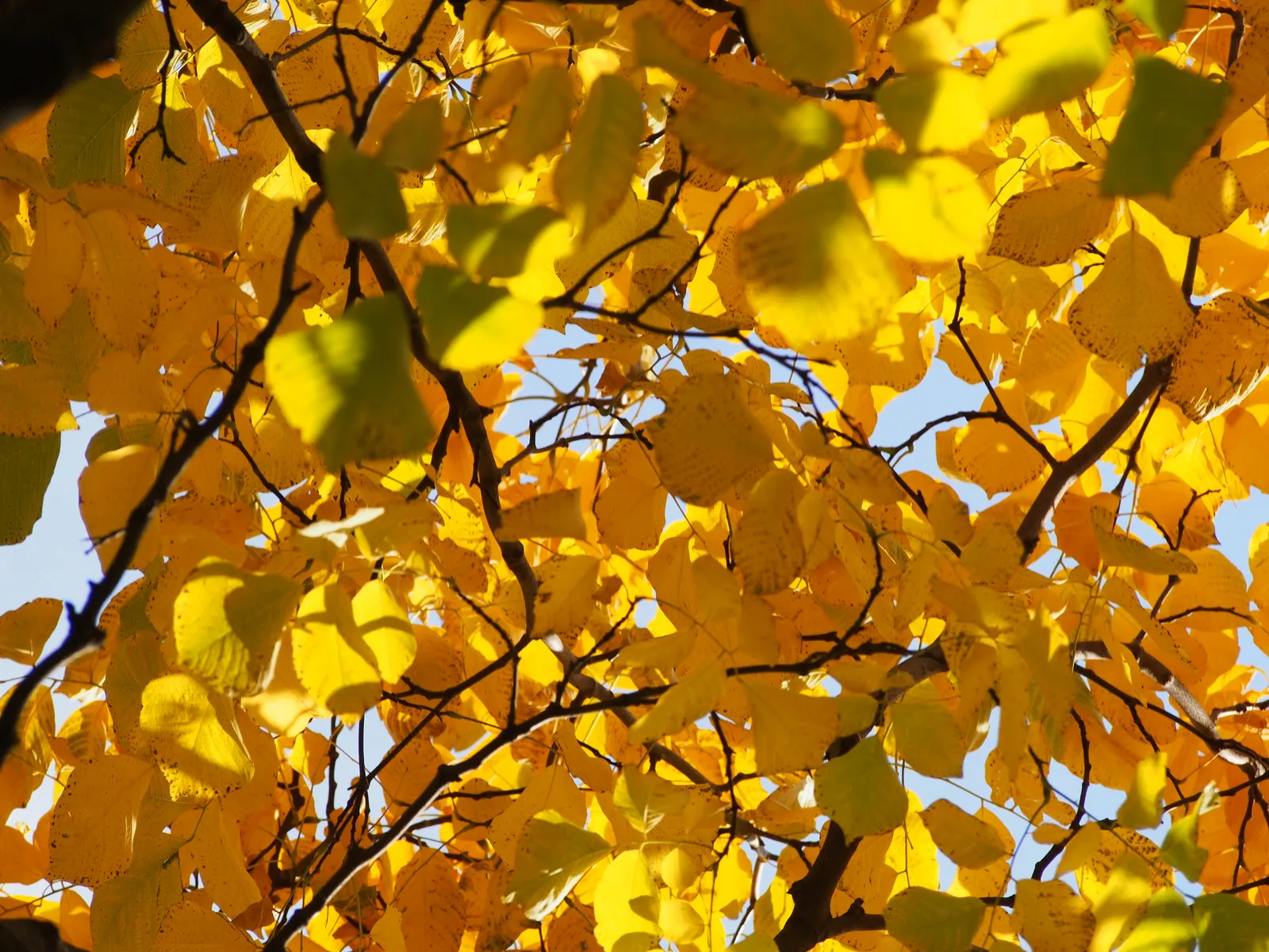 Yellowwood (Cladrastis Kentukea) — fragrant flowers and striking fall foliage