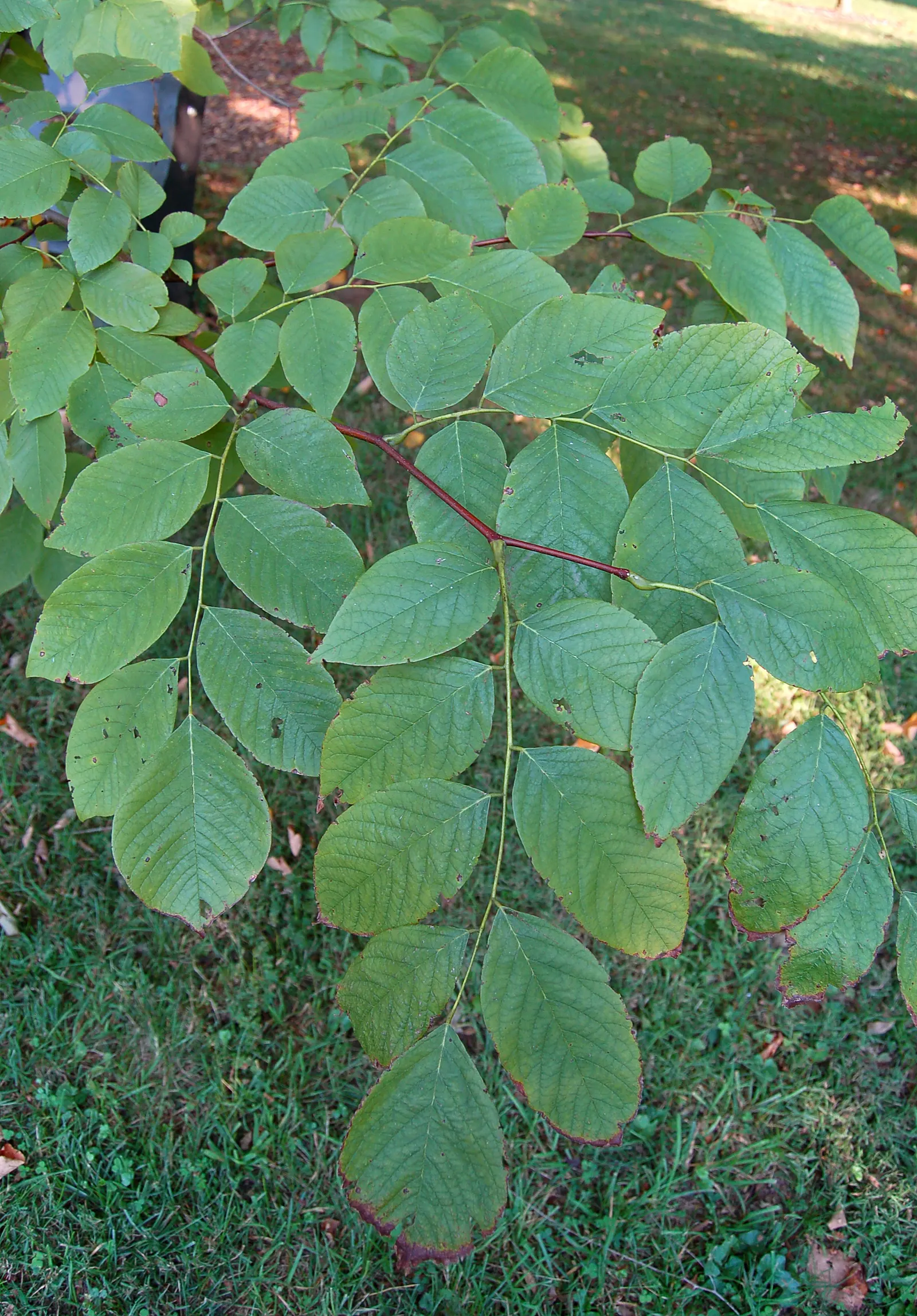 Yellowwood (Cladrastis Kentukea) — adding winter interest with its light gray; it boasts fragrant white flowers in spring
