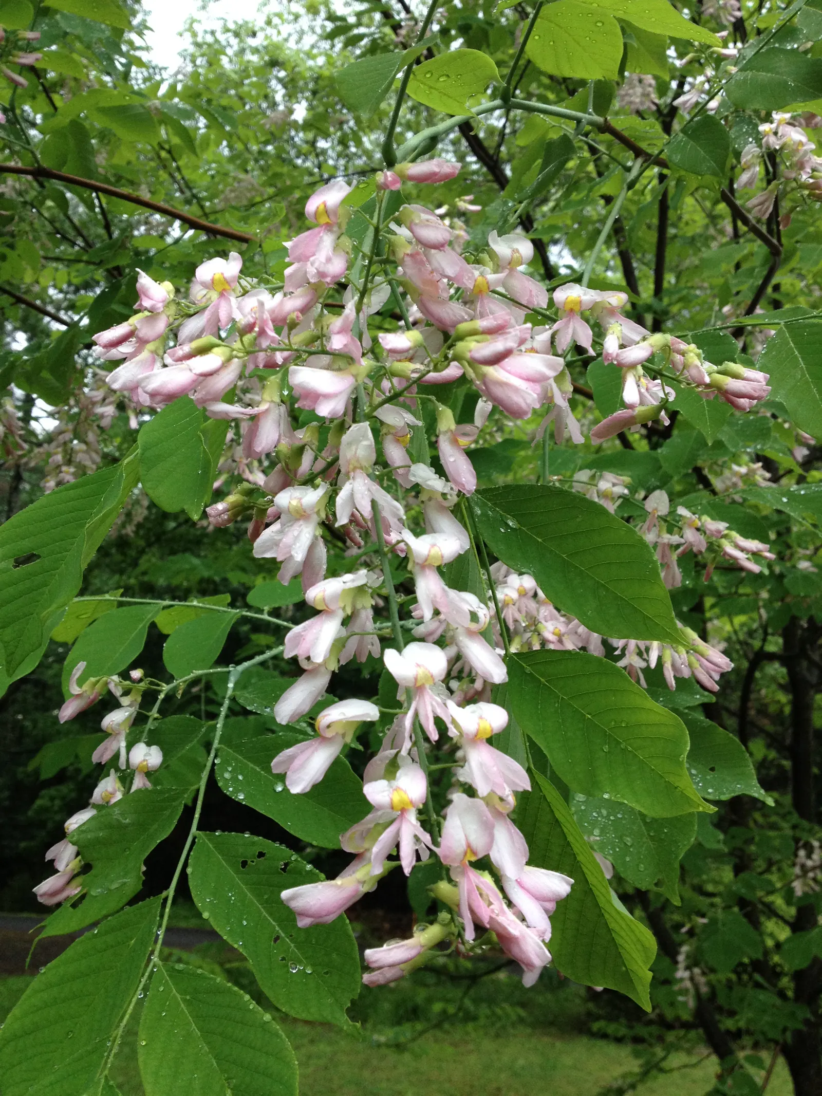 Yellowwood (Cladrastis Kentukea) — Tolerant of urban conditions and generally free of serious pests and diseases