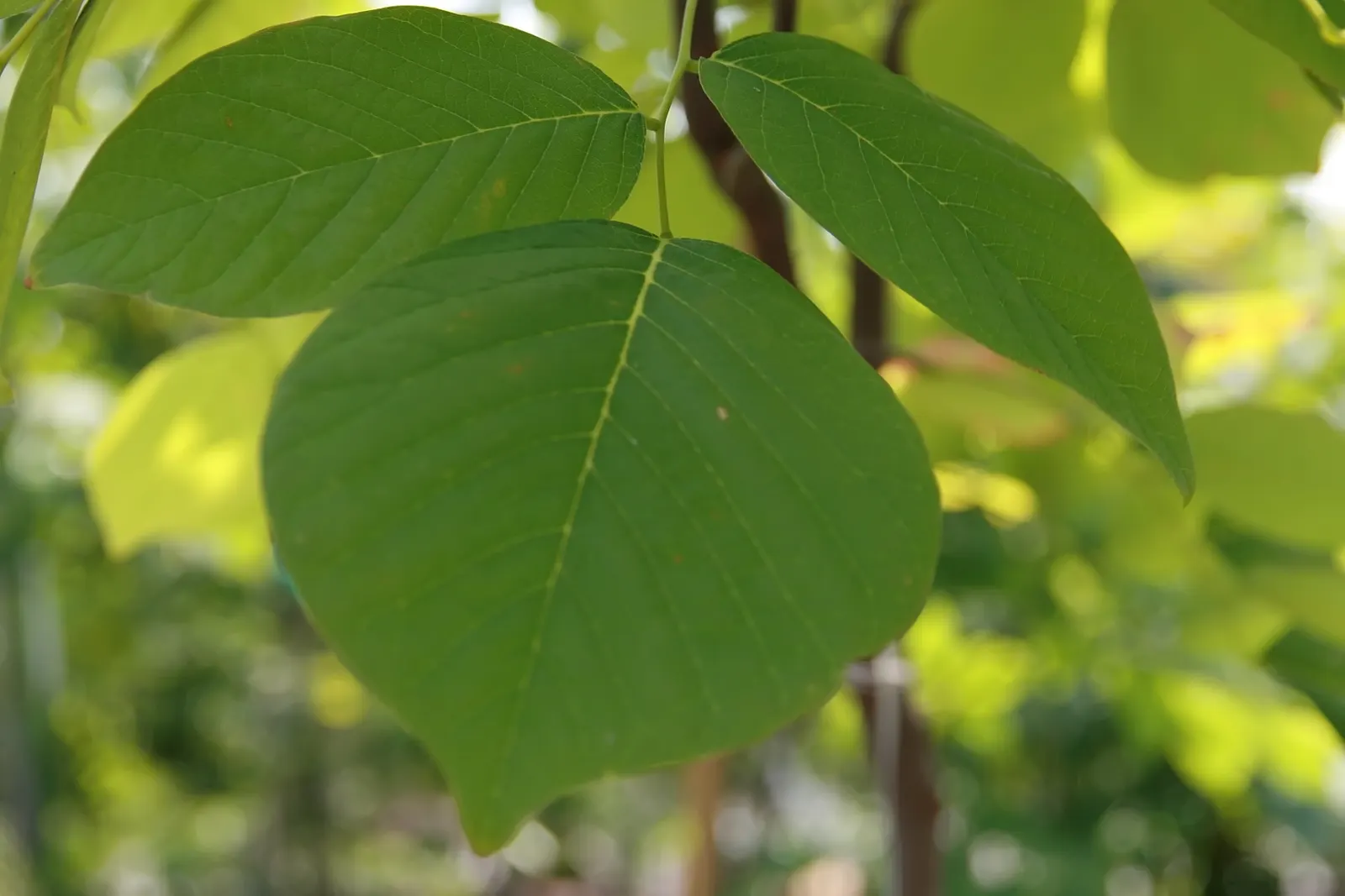 Yellowwood (Cladrastis Kentukea) — the Yellowwood prefers well-drained soils and full sun to partial shade exposure
