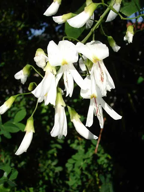 Yellowwood (Cladrastis Kentukea) — tree for full or half