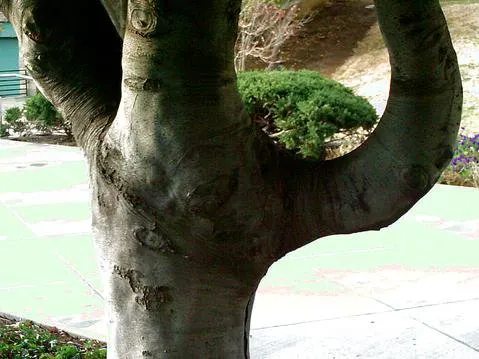 Yellowwood (Cladrastis Kentukea) — Ideal for small spaces, it matures to 30-50 ft high with a 40-55 ft spread; its branches extend horizontally from a short